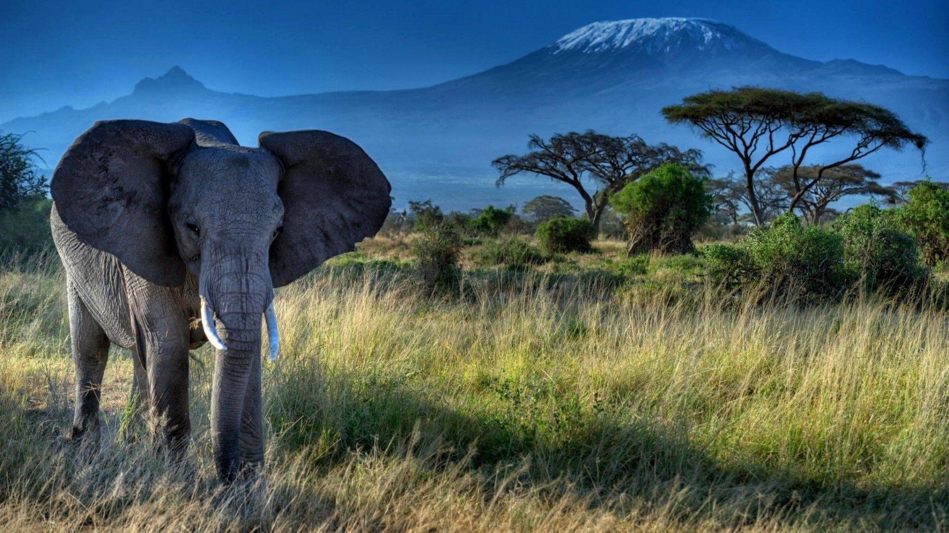 Elephant Dry Grass Trees Mount Kilimanjaro HD Desktop Wallpaper