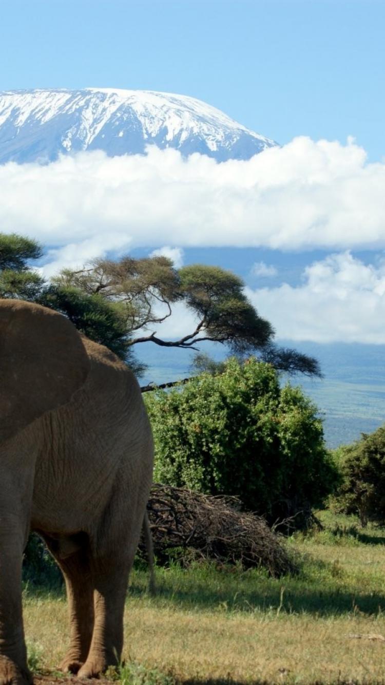 Elephants mount kilimanjaro wallpaper
