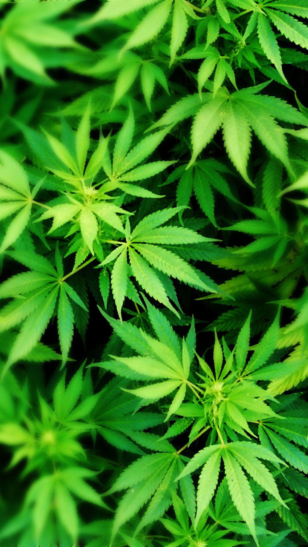 Weed Wallpapers HD - Wallpaper Cave