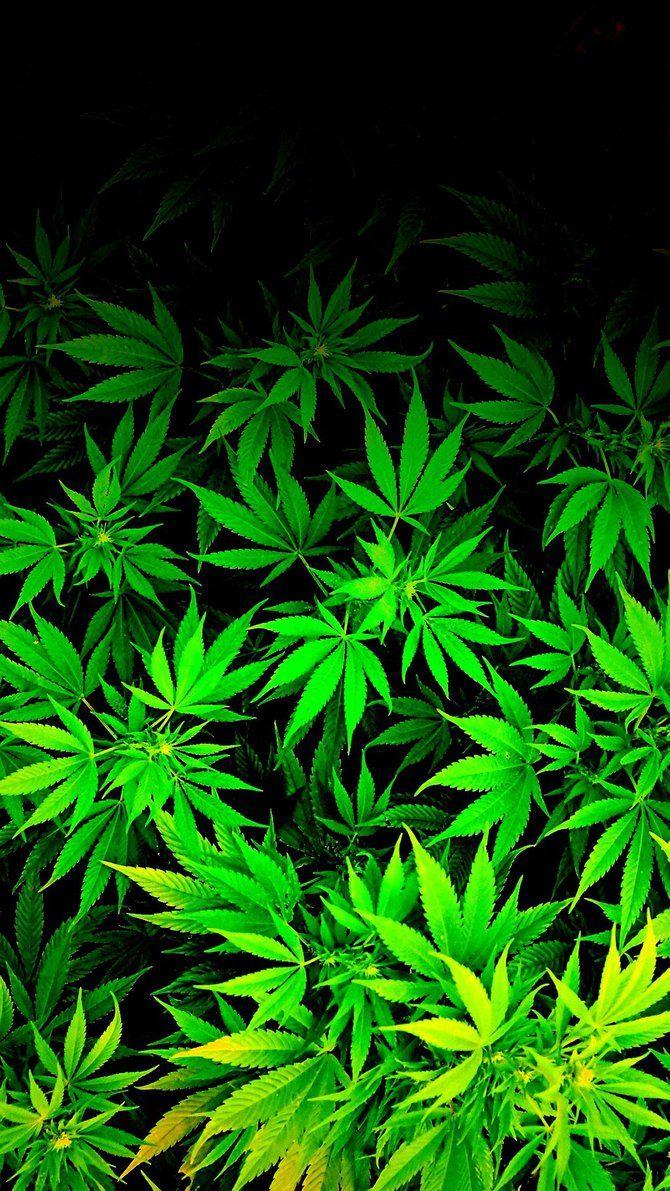 iPod/ iPhone weed marijuana cannabis Wallpaper