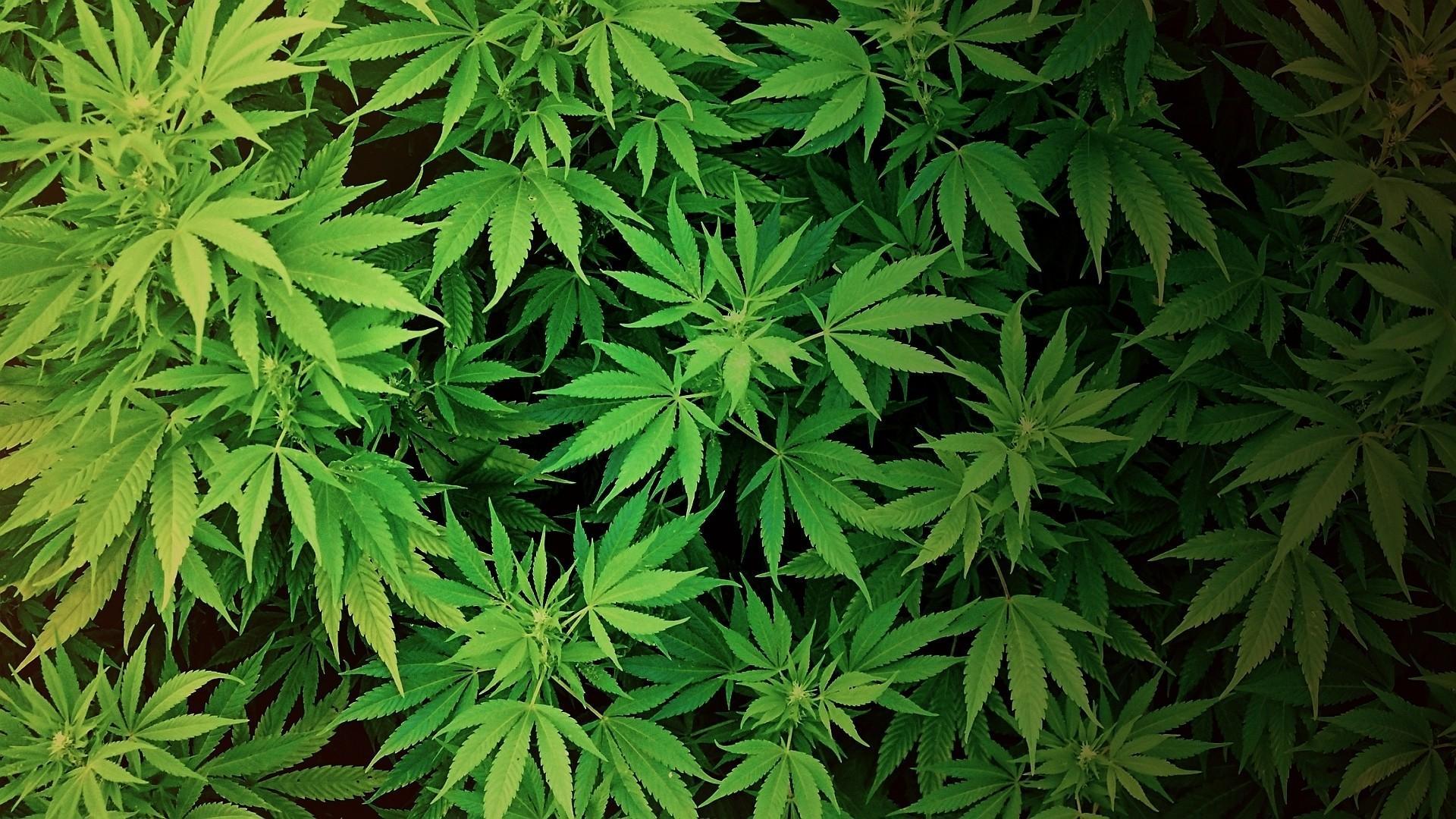 Cannabis Desktop Wallpaper