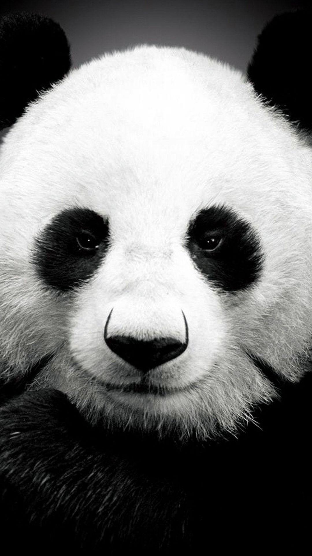 Panda bear htc one wallpaper, free and easy to download