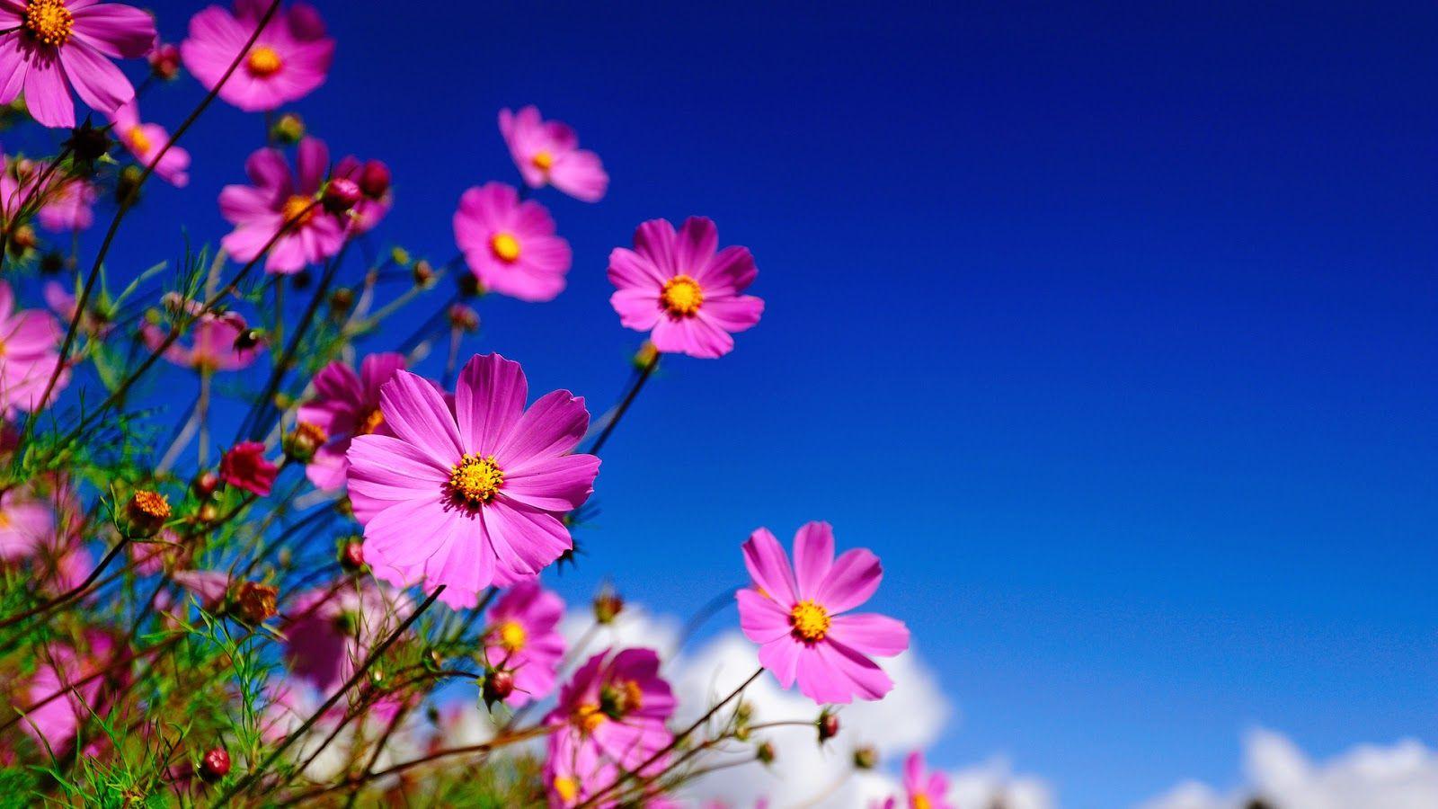 Great Flowers Wallpaper Desktop Background Full Screen