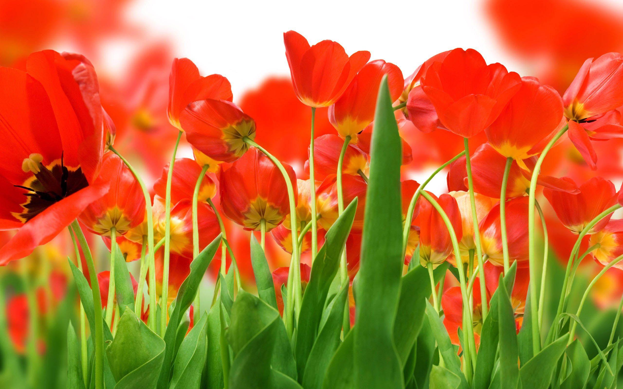 Awesome Flowers Wallpapers Desktop Backgrounds Full Screen