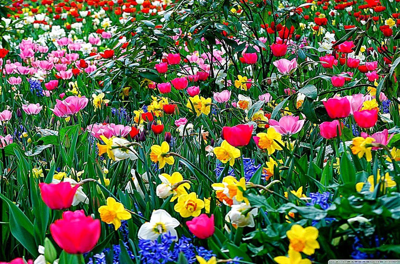 Desktop Spring Flowers