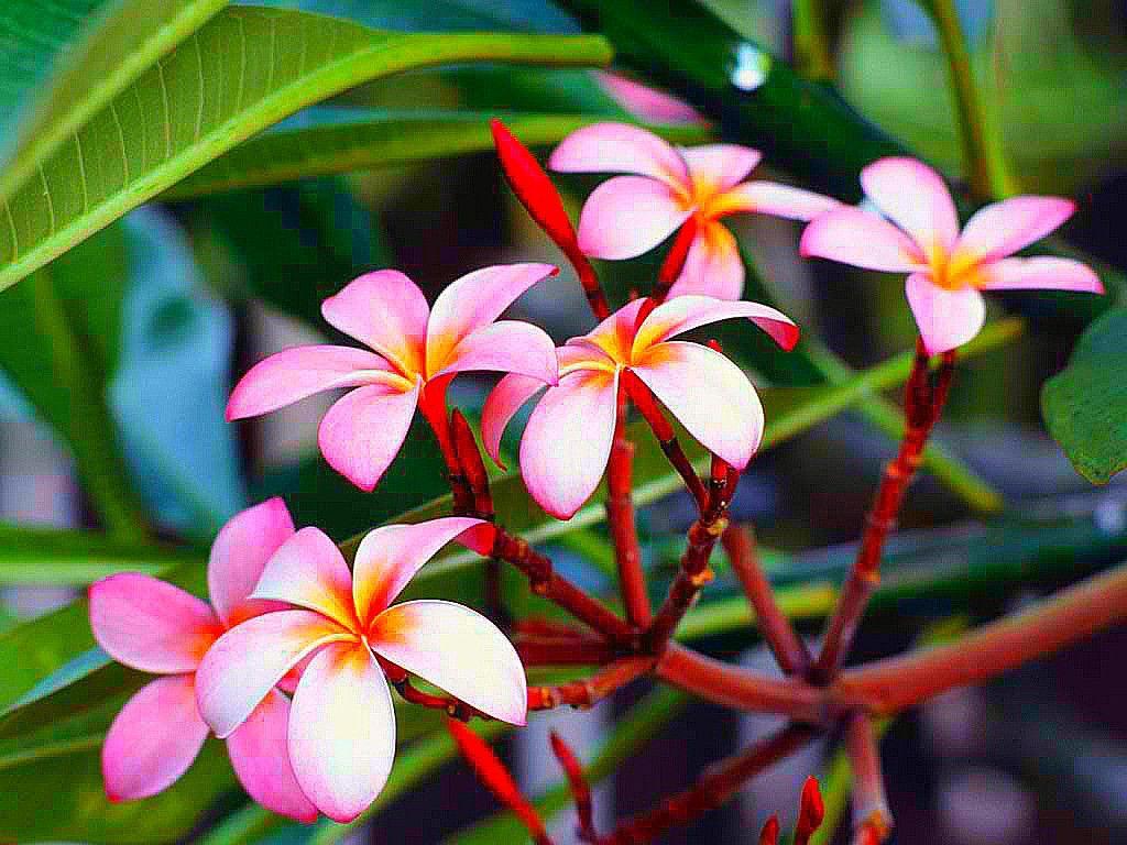 Flowers: Flowers Pink Brazil Desktop Background Flower Image for HD