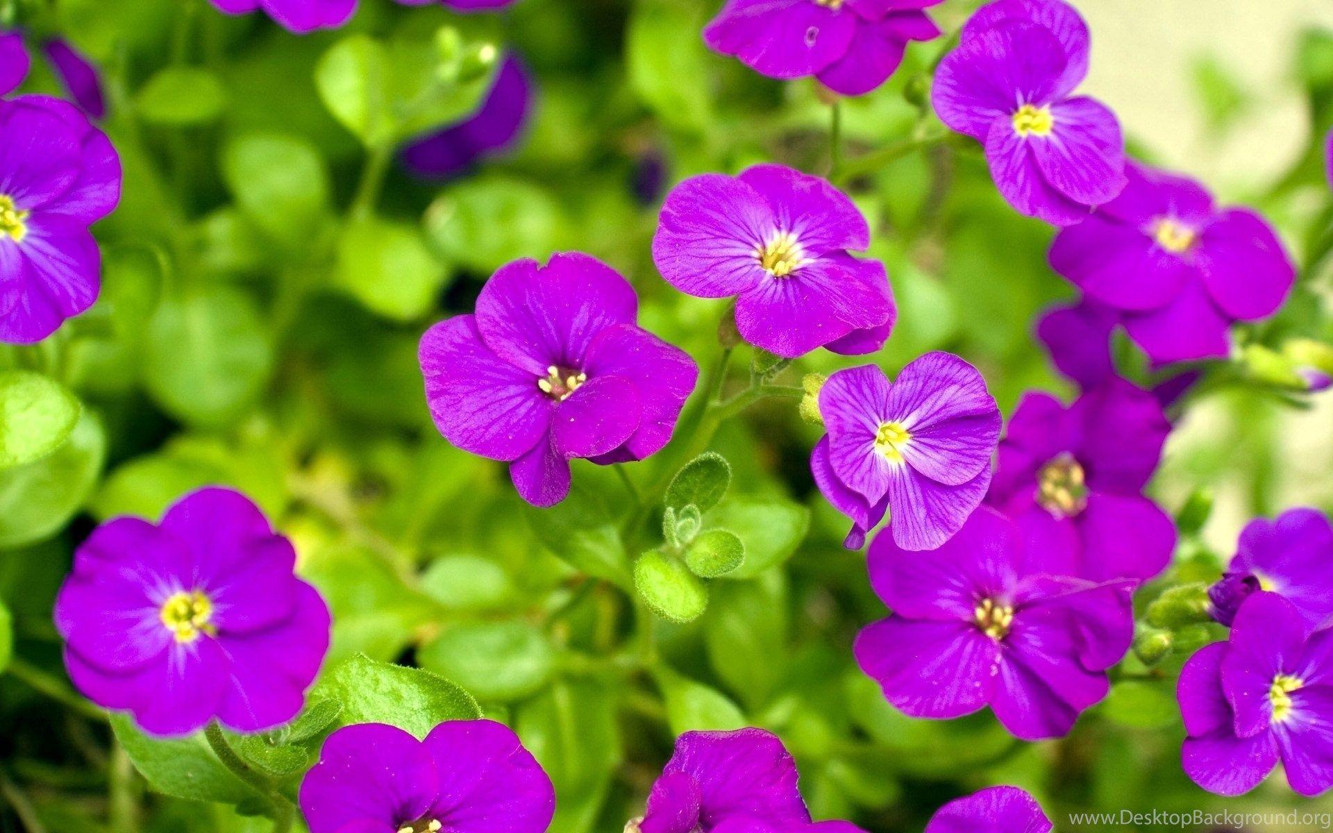 Flower Wallpaper For Desktop Full Size Image Desktop Background