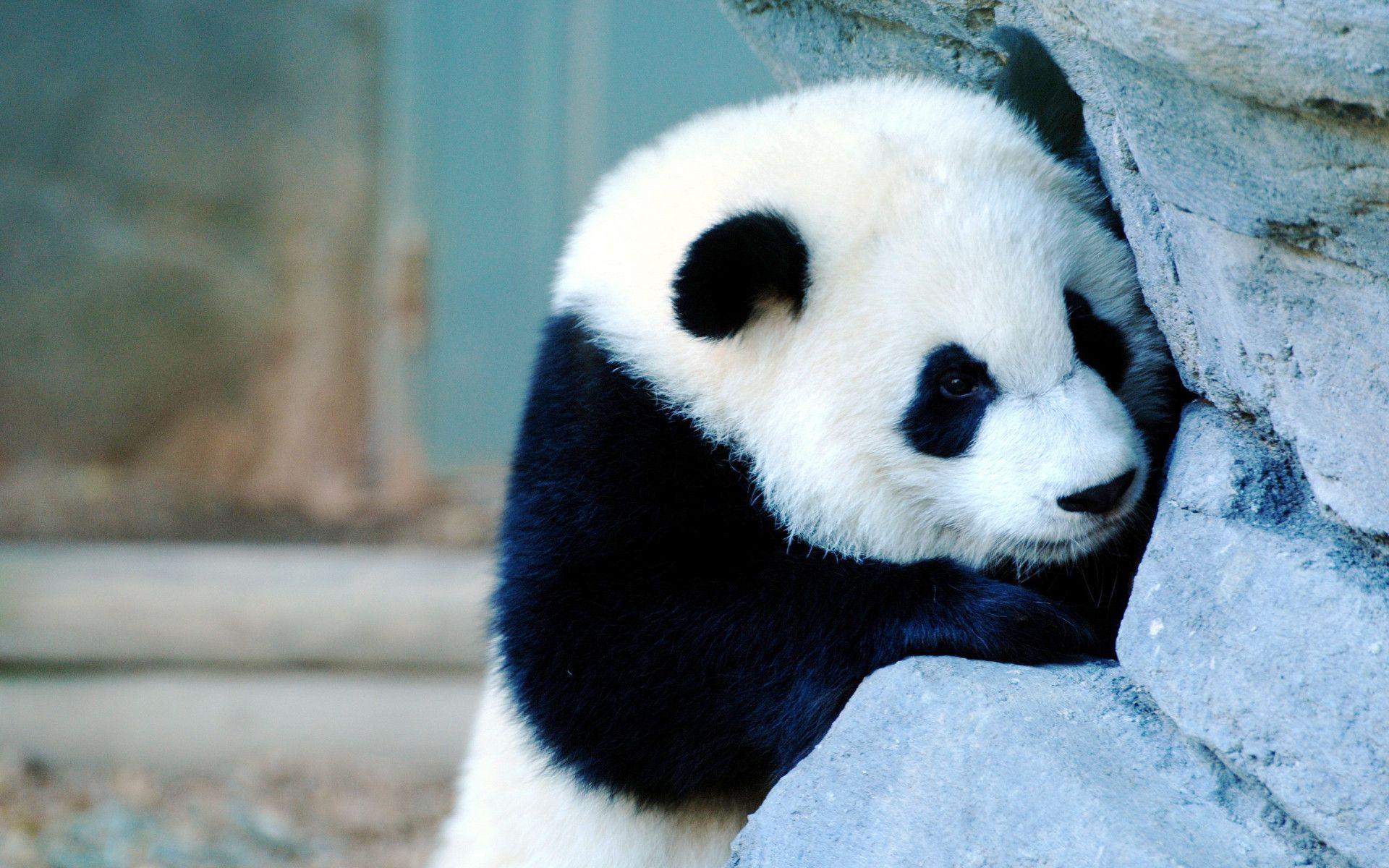 Cute Baby Panda WallpaperD Wallpaper. Panda, 3D