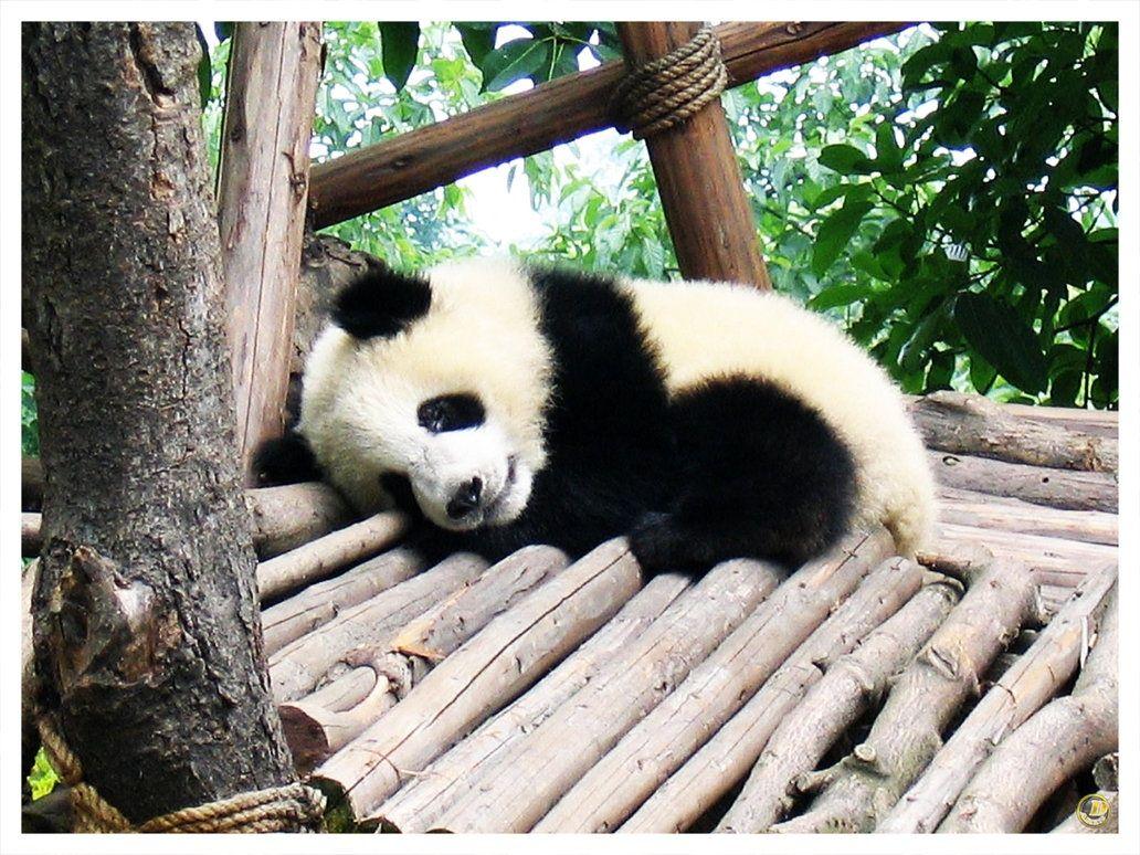 Baby Pandas image Pandas HD wallpaper and background photo