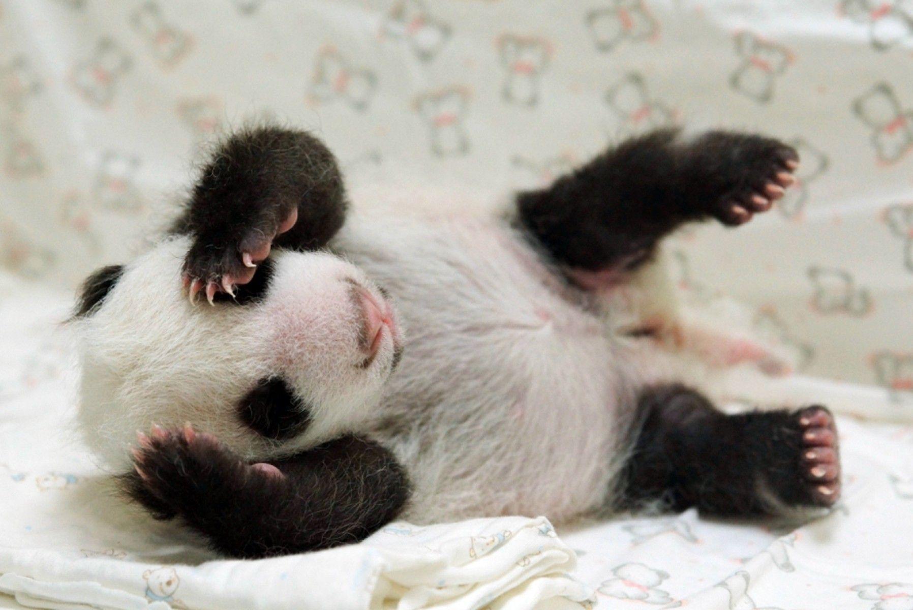 Wonderful Cute Baby Panda Wallpaper (57 Wallpaper)