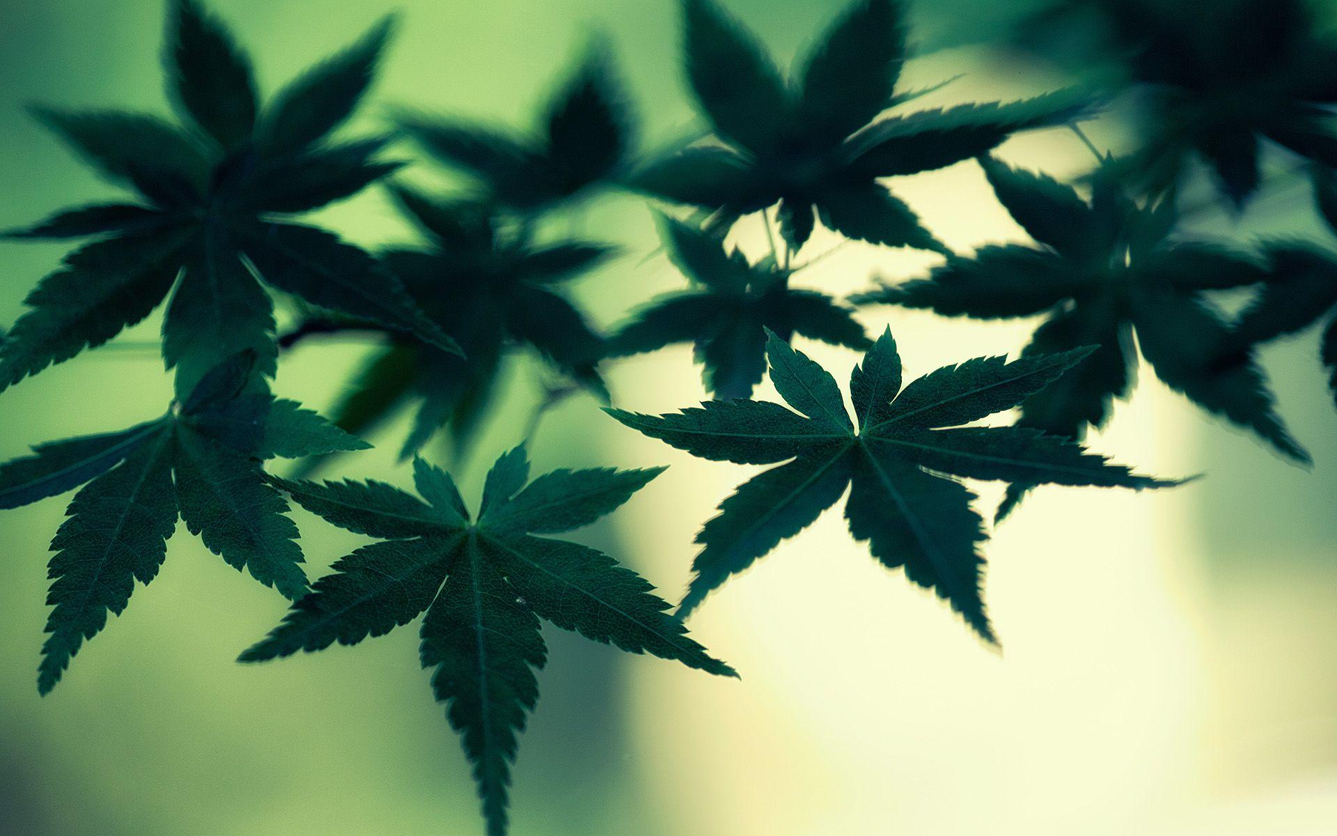 Marijuana Cannabis Leaves Green Macro weed wallpaperx1200
