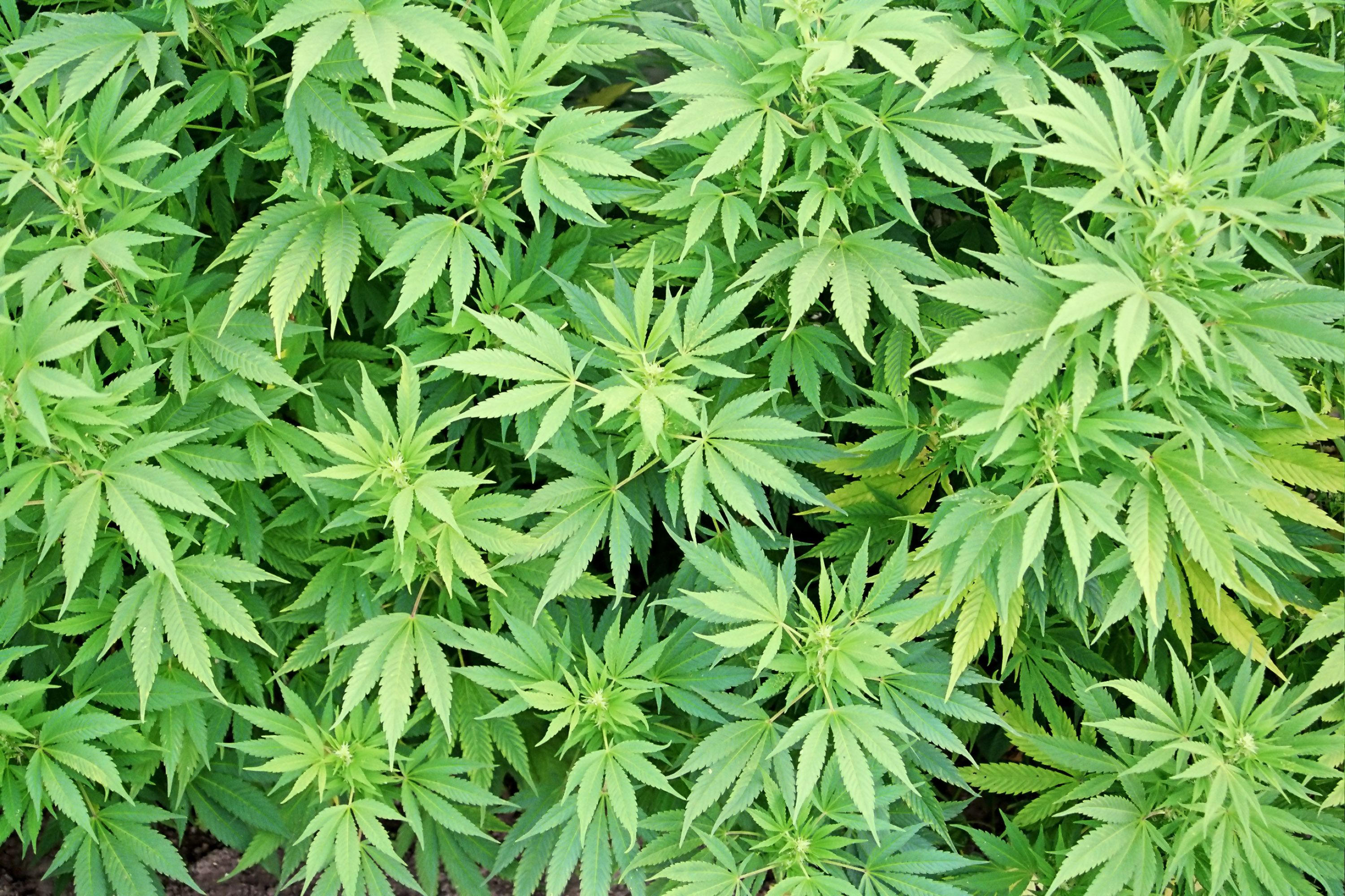 Marijuana leaves plants drugs 420 rasta wallpaperx2000
