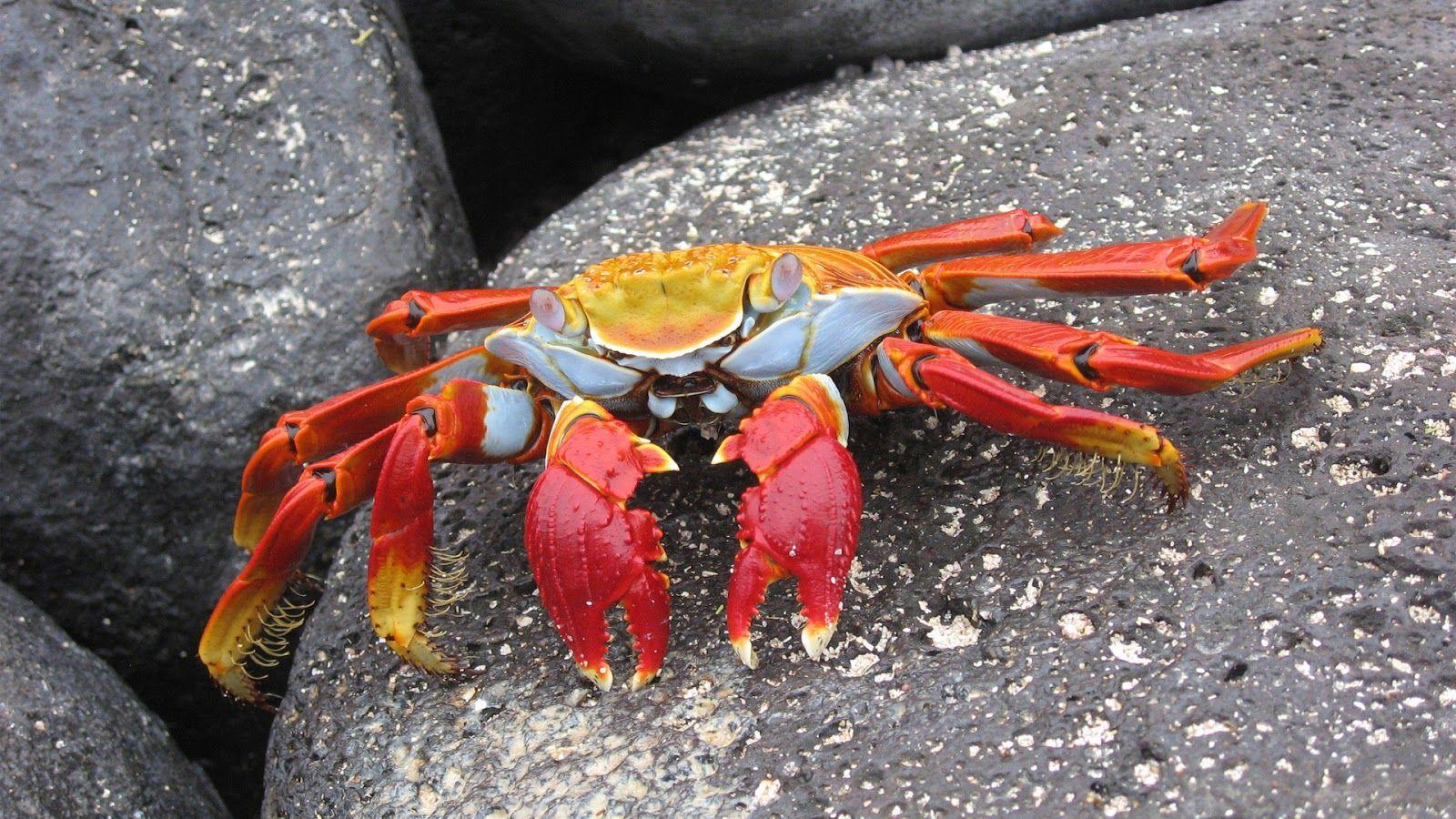 HD Crab Wallpaper