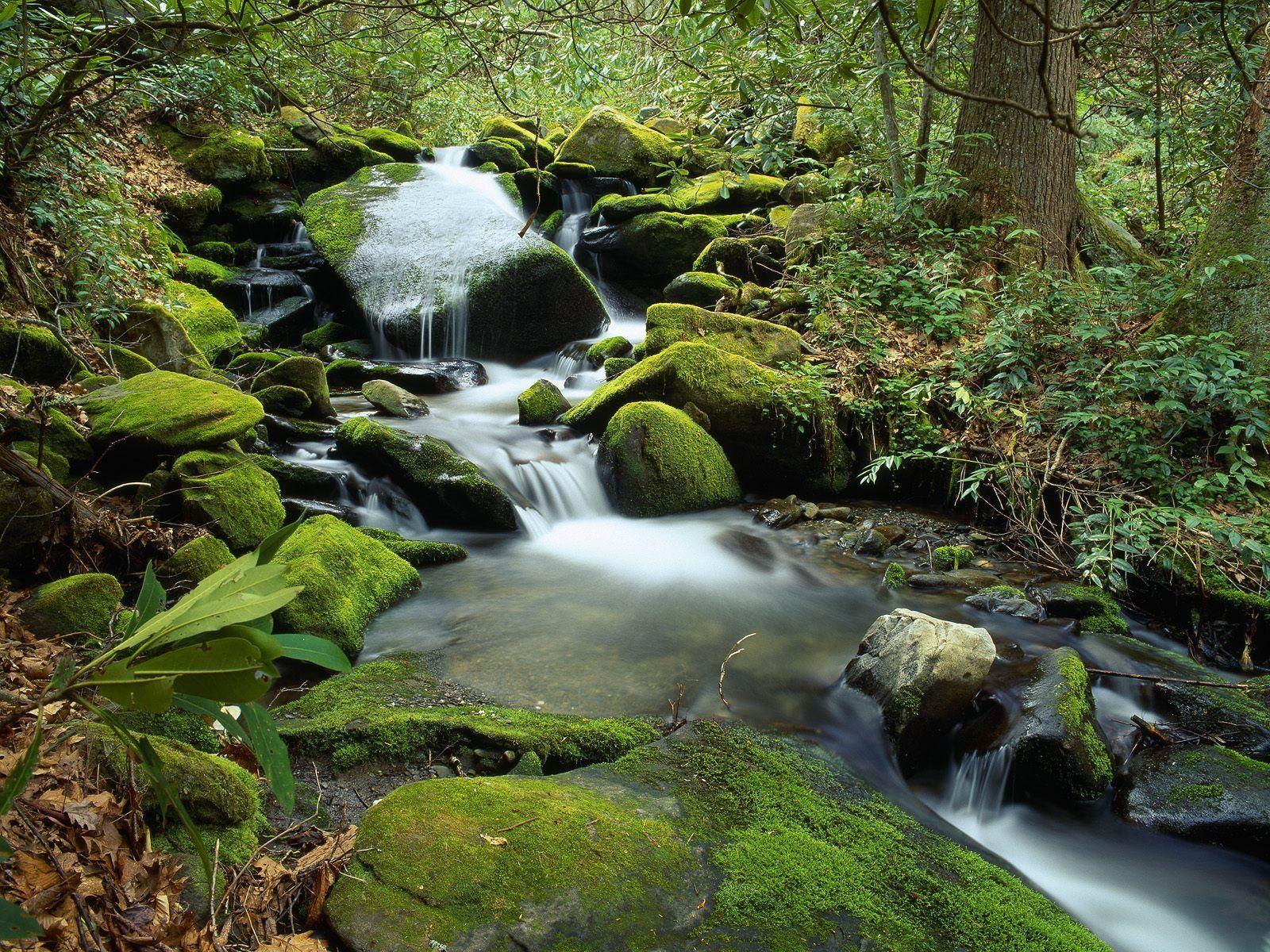 Forest waterfall Wallpaper Rivers Nature Wallpaper in jpg