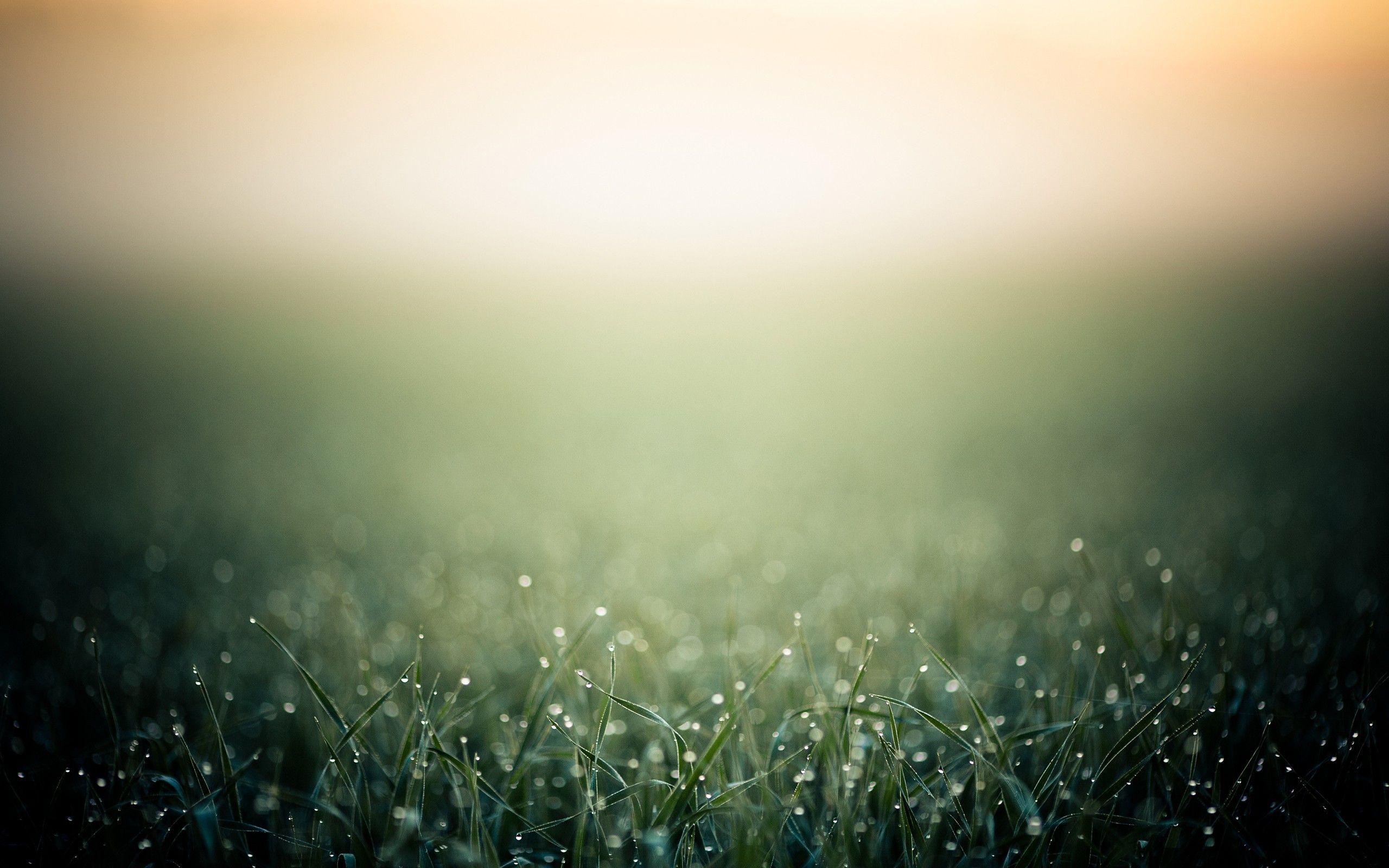 Daily Wallpaper: Morning Grass. I Like To Waste My Time