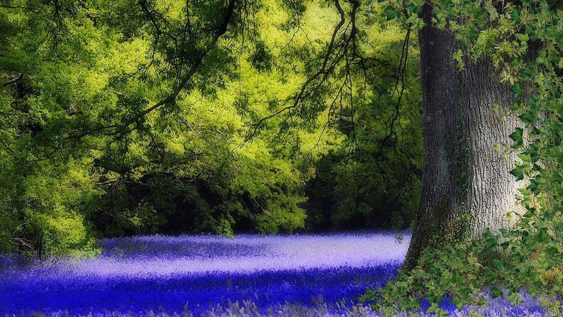 Trees: Blue United Flowers Kingdom Trees Bluebells Download