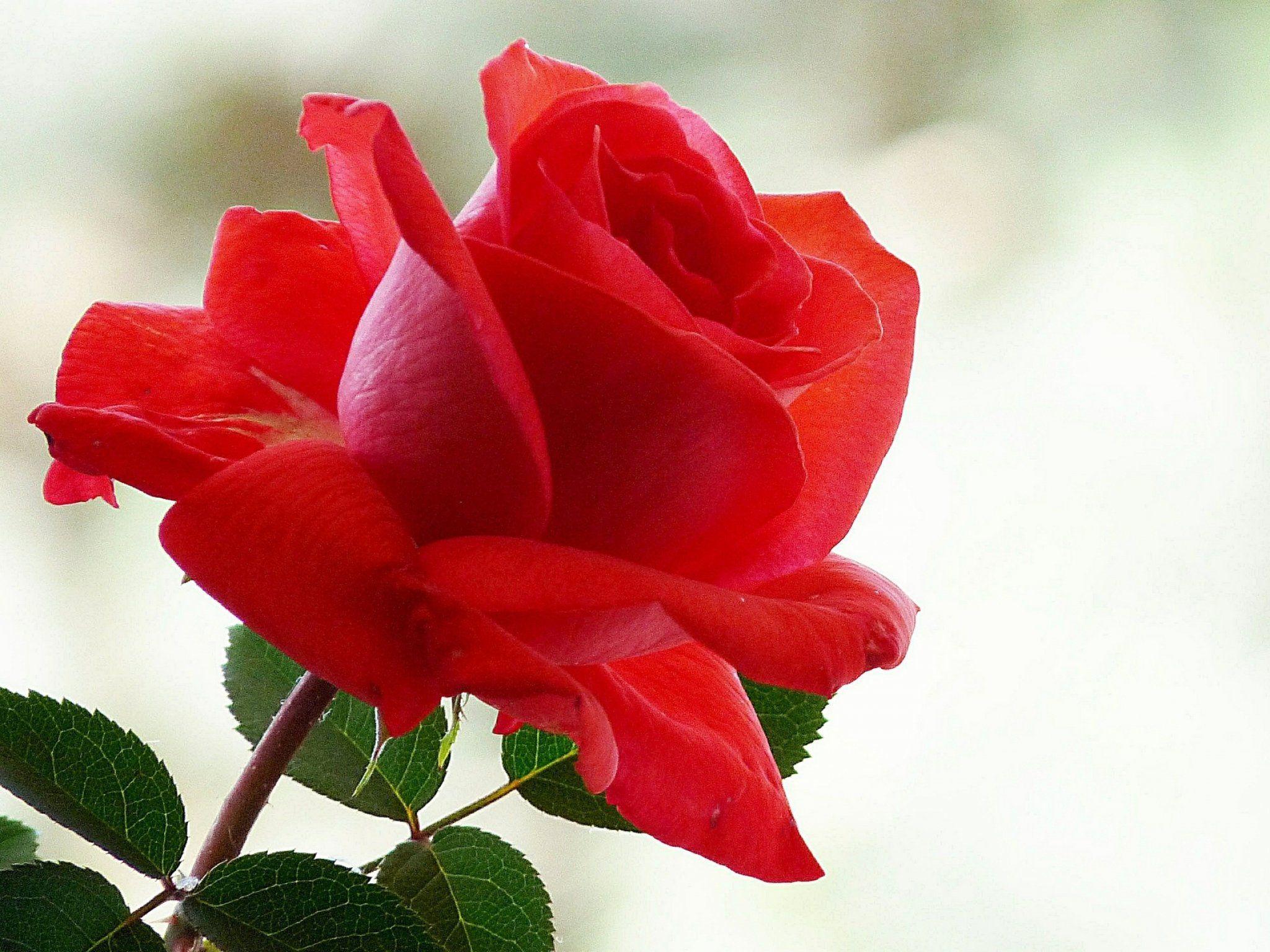 Rose Beauty Of Flowers : Free Download Flowers For Flower Lovers