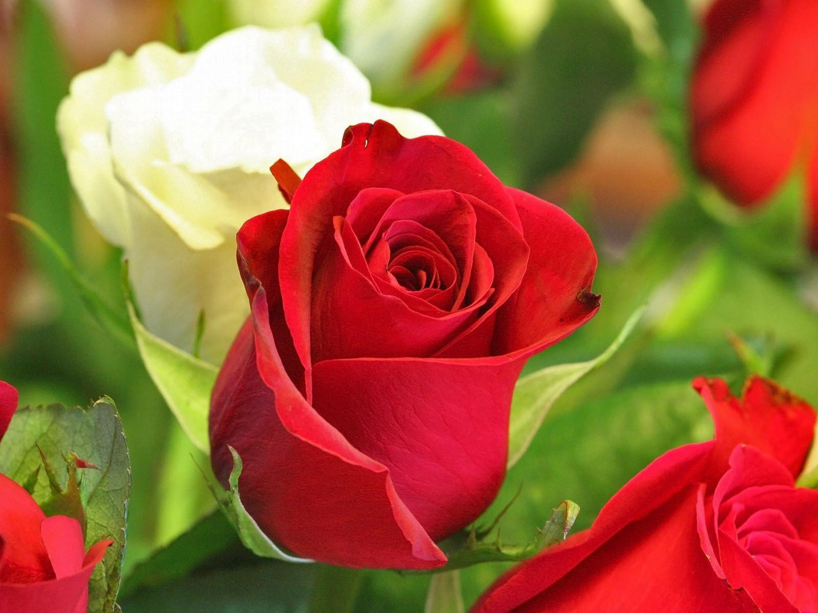Red Rose Flower Wallpaper Download  MobCup
