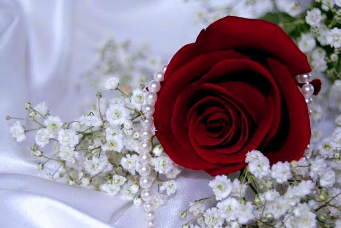 Flowers: Red Love Pearls Rose Desktop Wallpaper HD Nature Flower