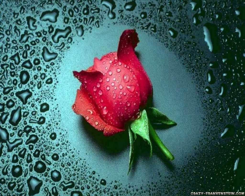 Widescreen HD Nature Flower Rose Red Ilcom With Wallpaper Of