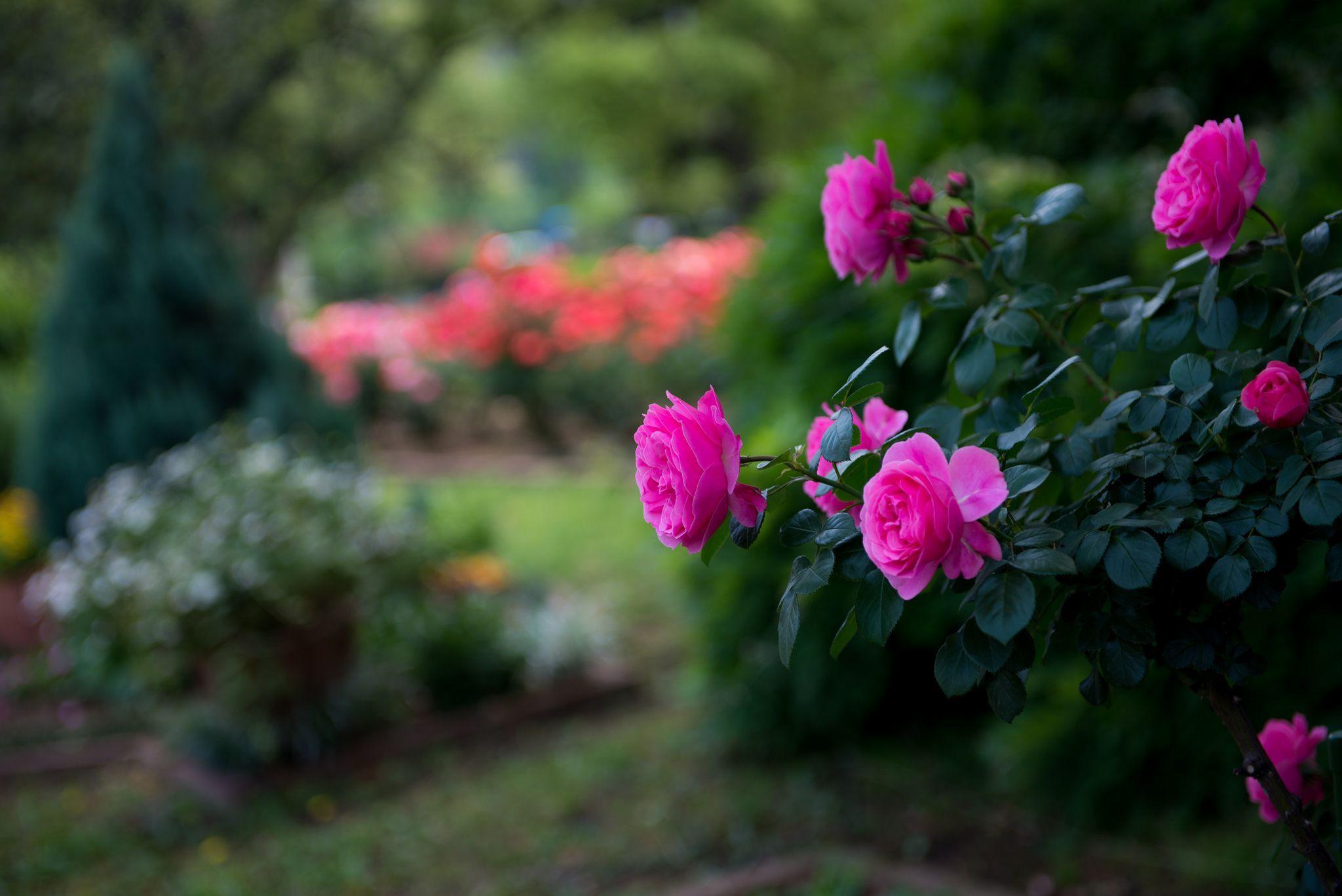 Flowers, Roses, Photo, Bokeh, Close Up, Nature, Pink, HD Wallpaper