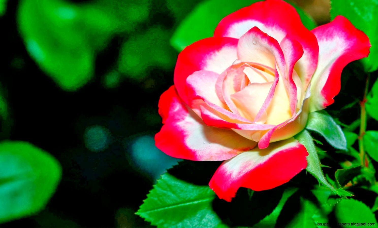 Wallpapers HD Nature Flower Rose - Wallpaper Cave