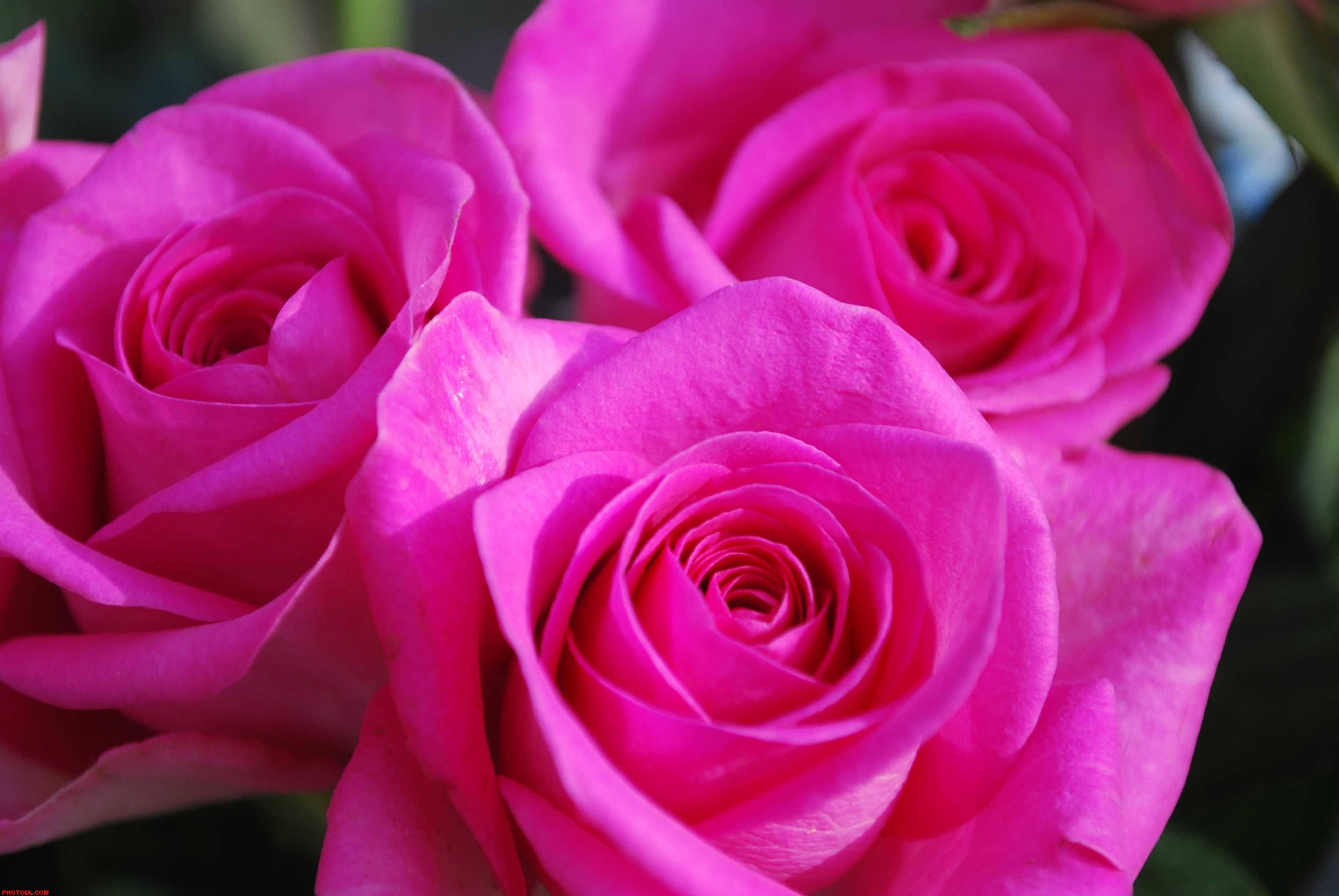 Wallpaper Rose Flower Photo With Flowers Nature Pink HD Of Full
