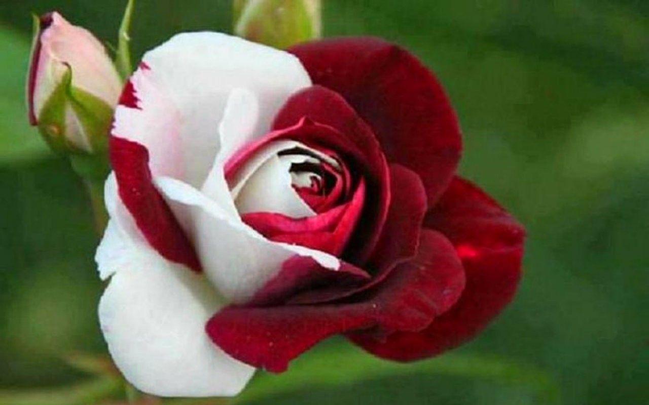 Beautiful Rose Flowers Picture In Nature HD