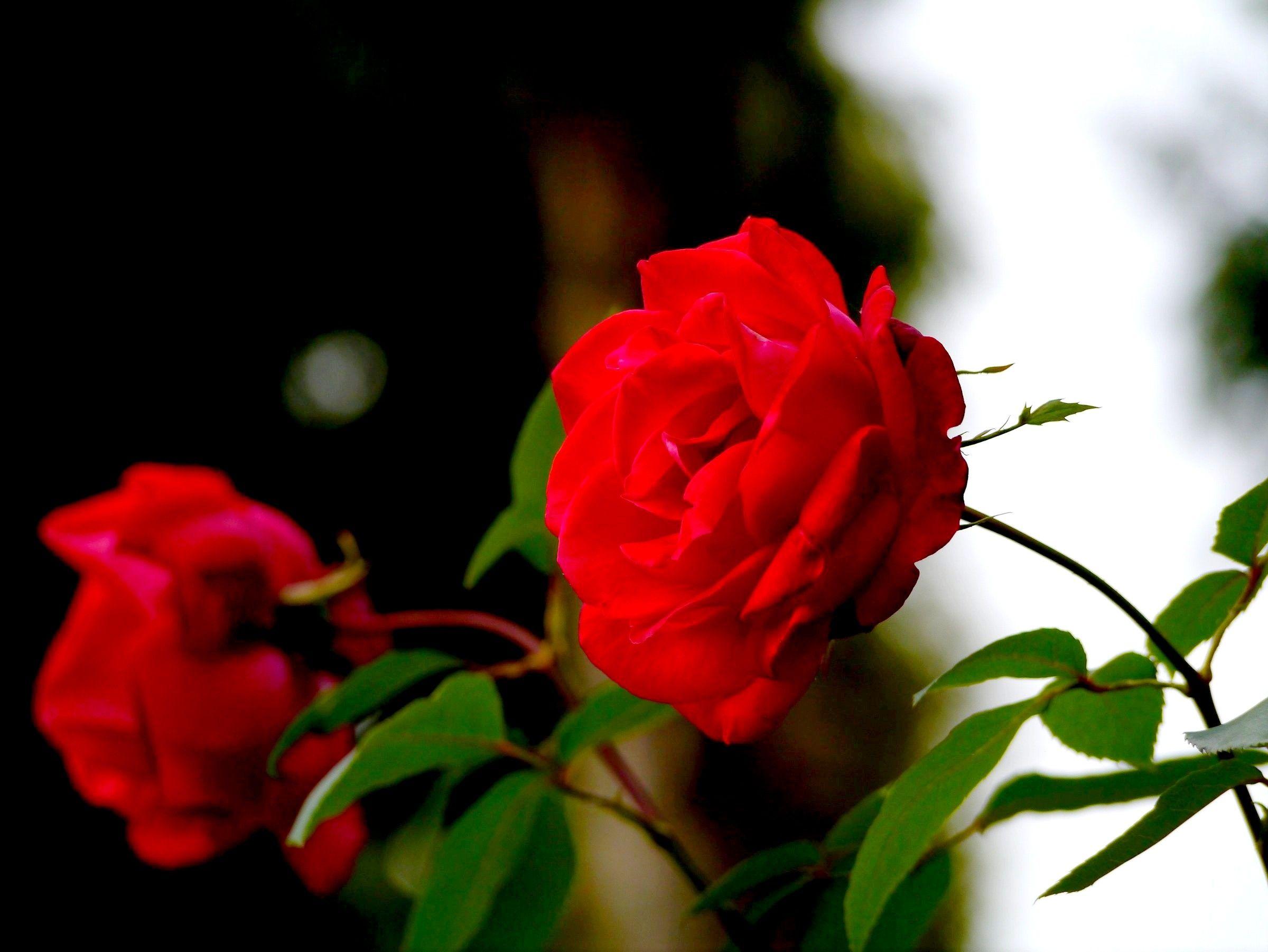 Flowers: Flowers Red Roses Nature Flower Wallpaper HD For Pc for HD