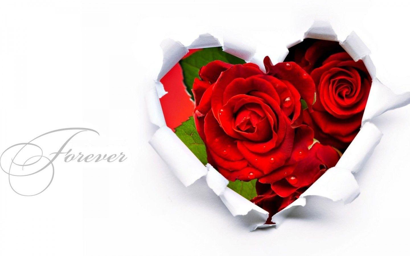 Desktop Rose Flower Super With Nature Wallpaper HD Image Of iPhone
