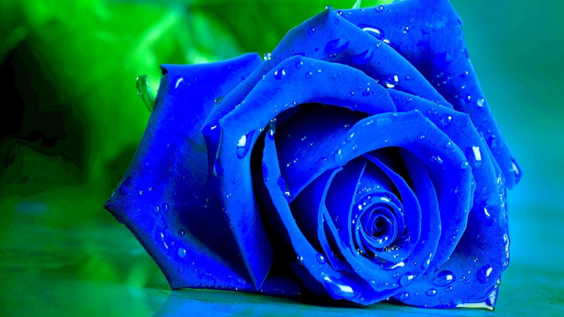 Nature flowers wet blue rose on a green full screen wallpaper