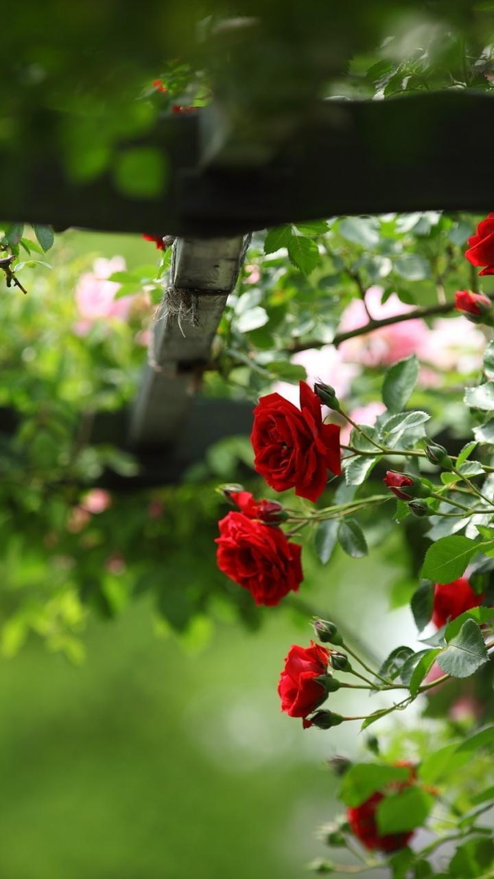 Nature flowers roses red rose wallpaper