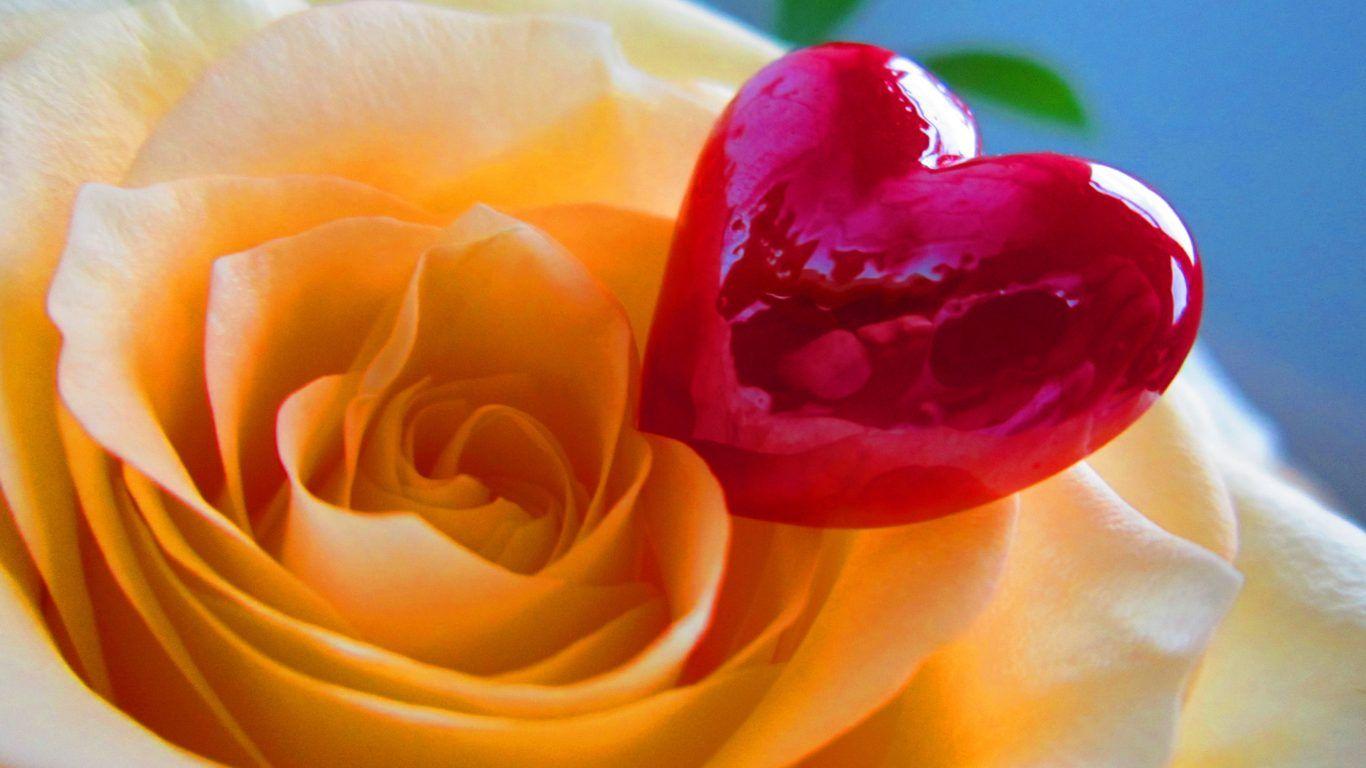 Flowers: Rose Flower Nature Wallpaper 3D Download for HD 16:9 High