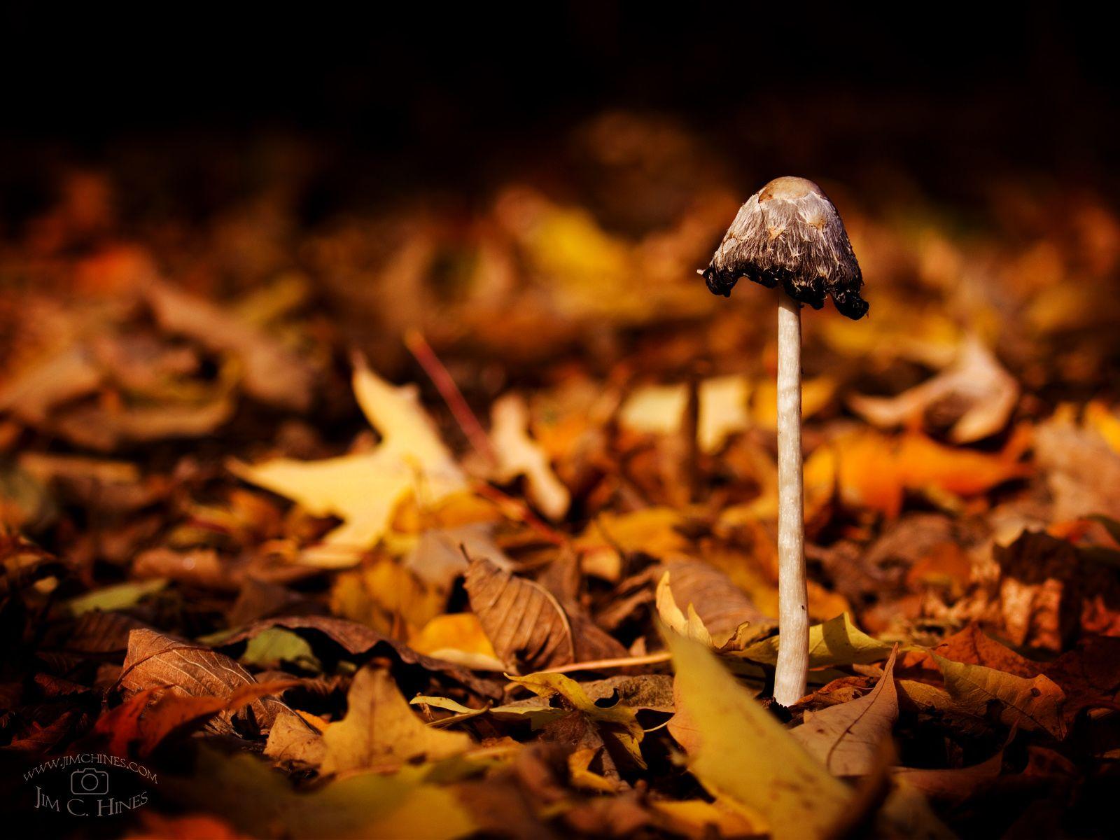 Autumn Mushroom Wallpapers - Wallpaper Cave