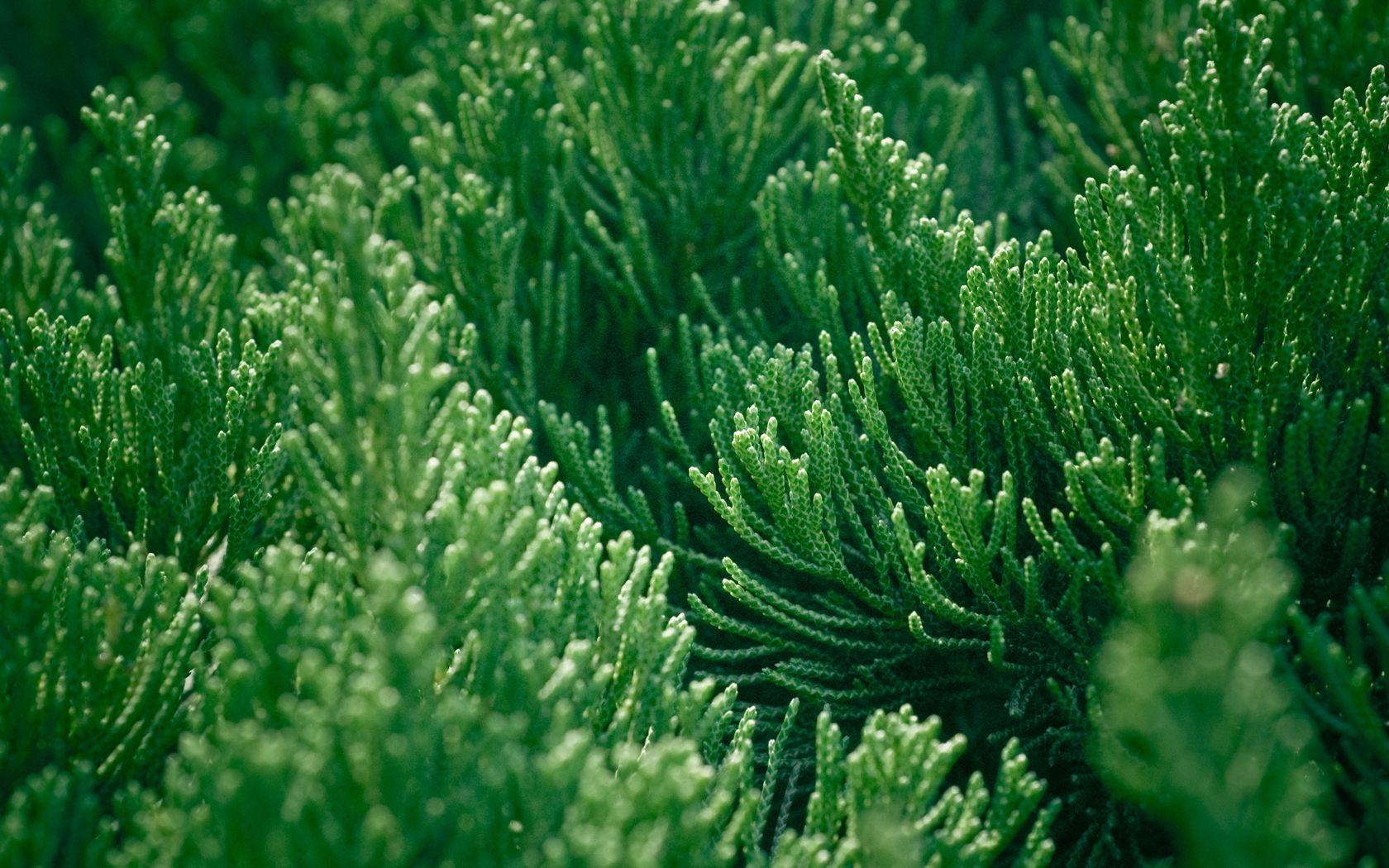 Most Beautiful Nature Wallpaper