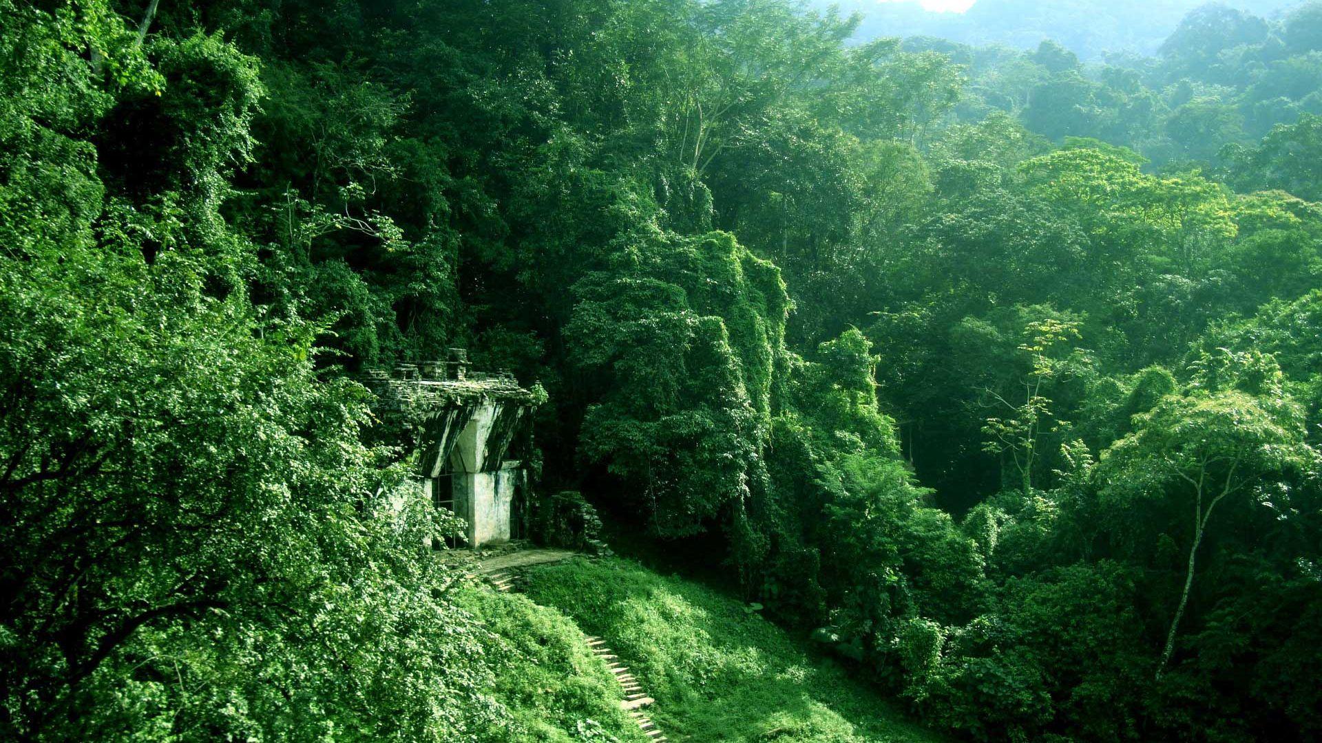 Most Beautiful Nature Wallpaper Background HD Image Quality