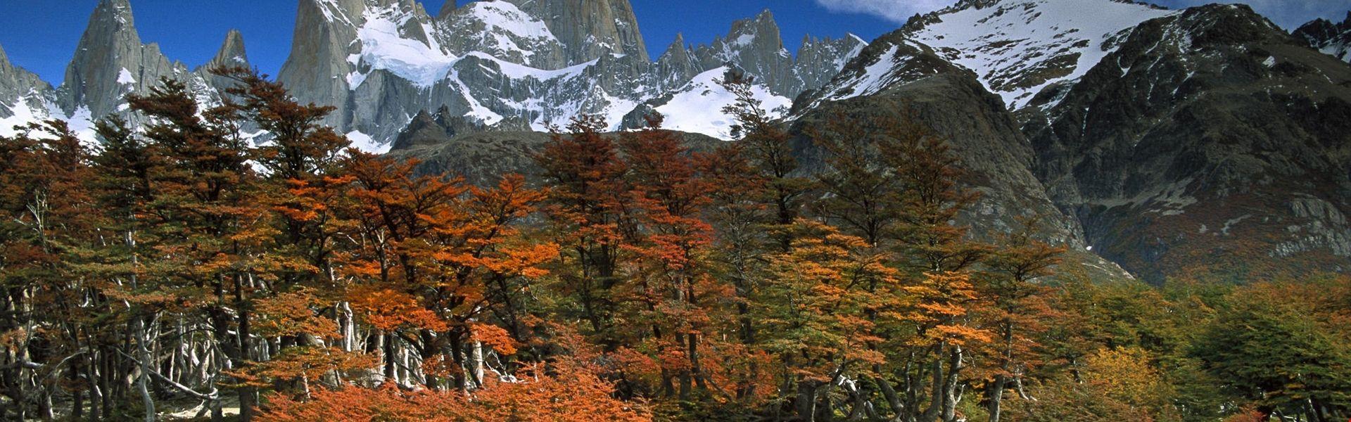 2k Fitzroy And Beech Trees In Autumn Los Glaciares National Park
