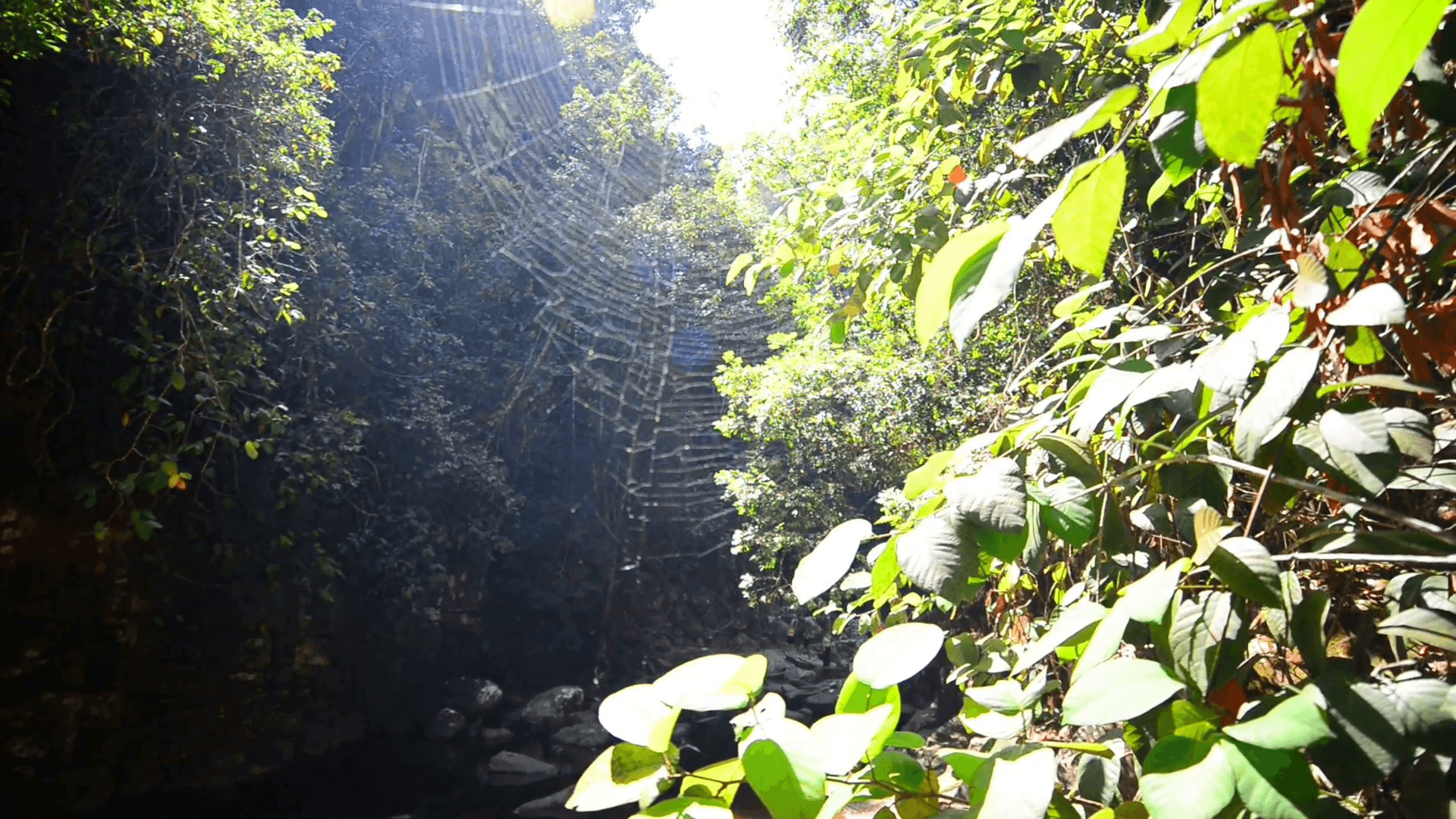 A spider web in a rain forest in Canaima national park in Venezuela