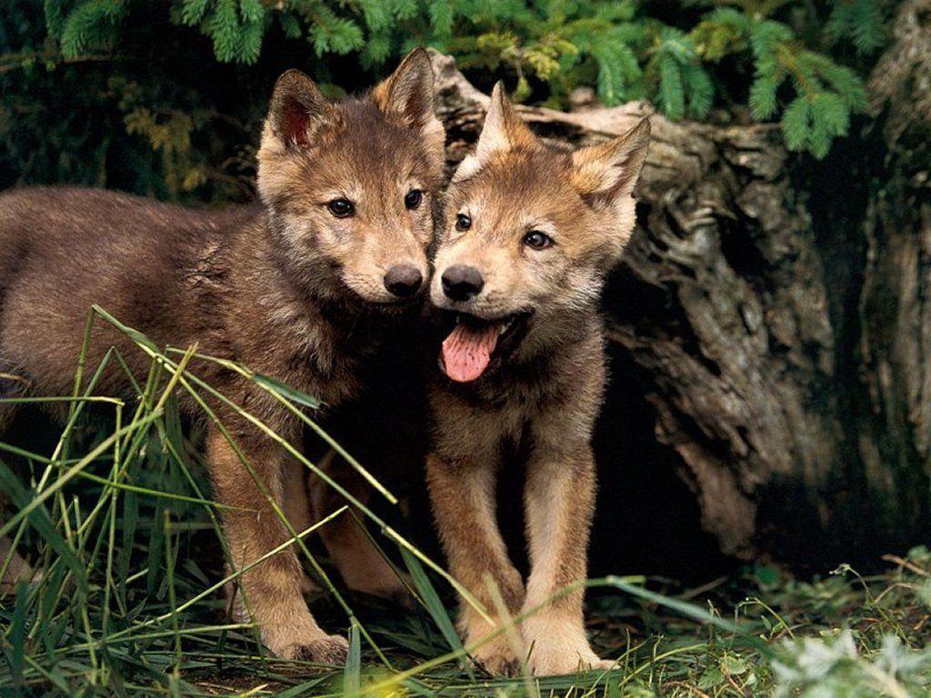 Cute Wolf Pups. Wolf Wallpaper and Wolf Background 1 of 8. Louveteau, Louveteaux, Animaux les plus mignons