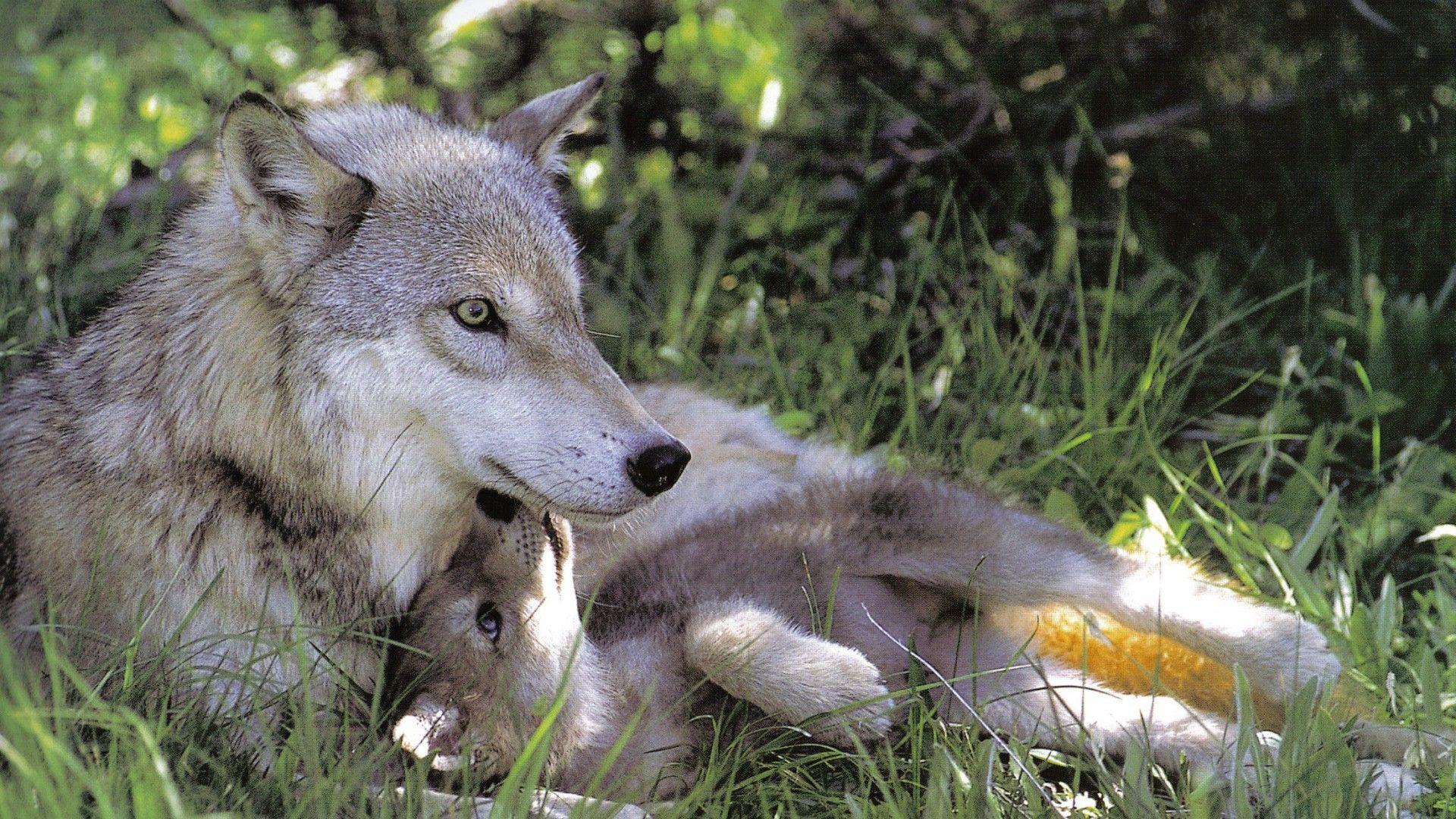Wolf Mother with Her Pup HD Wallpaper. Background Imagex1080