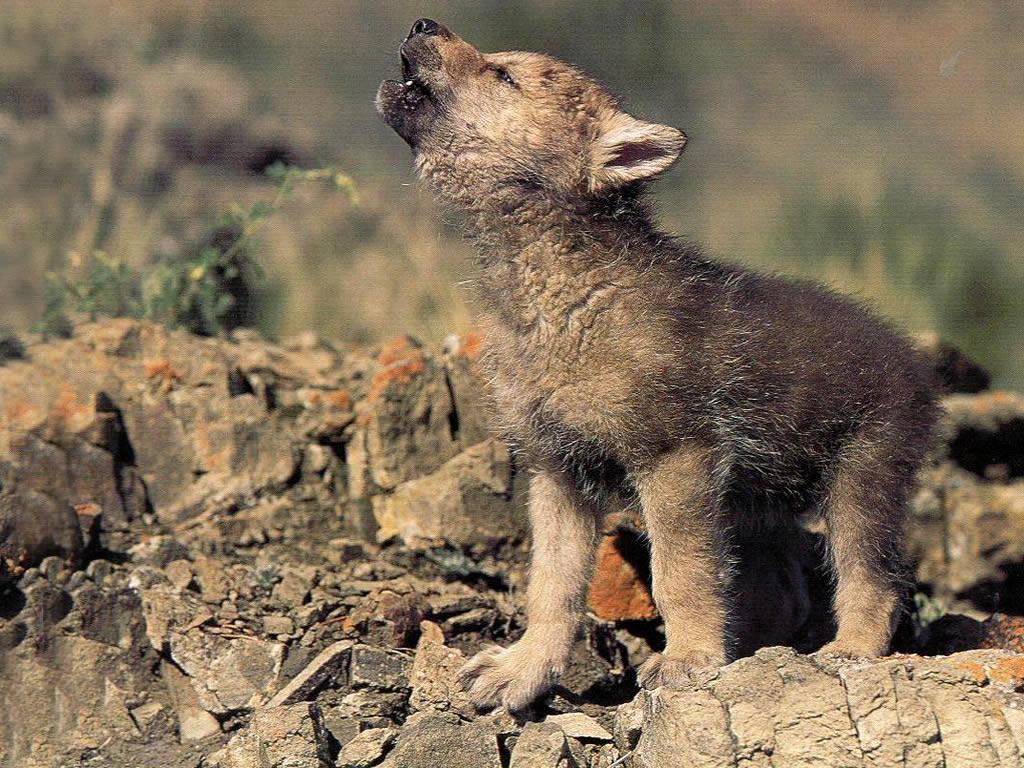 Desktop Wallpaper: Wolf Puppies HD Wallpaper