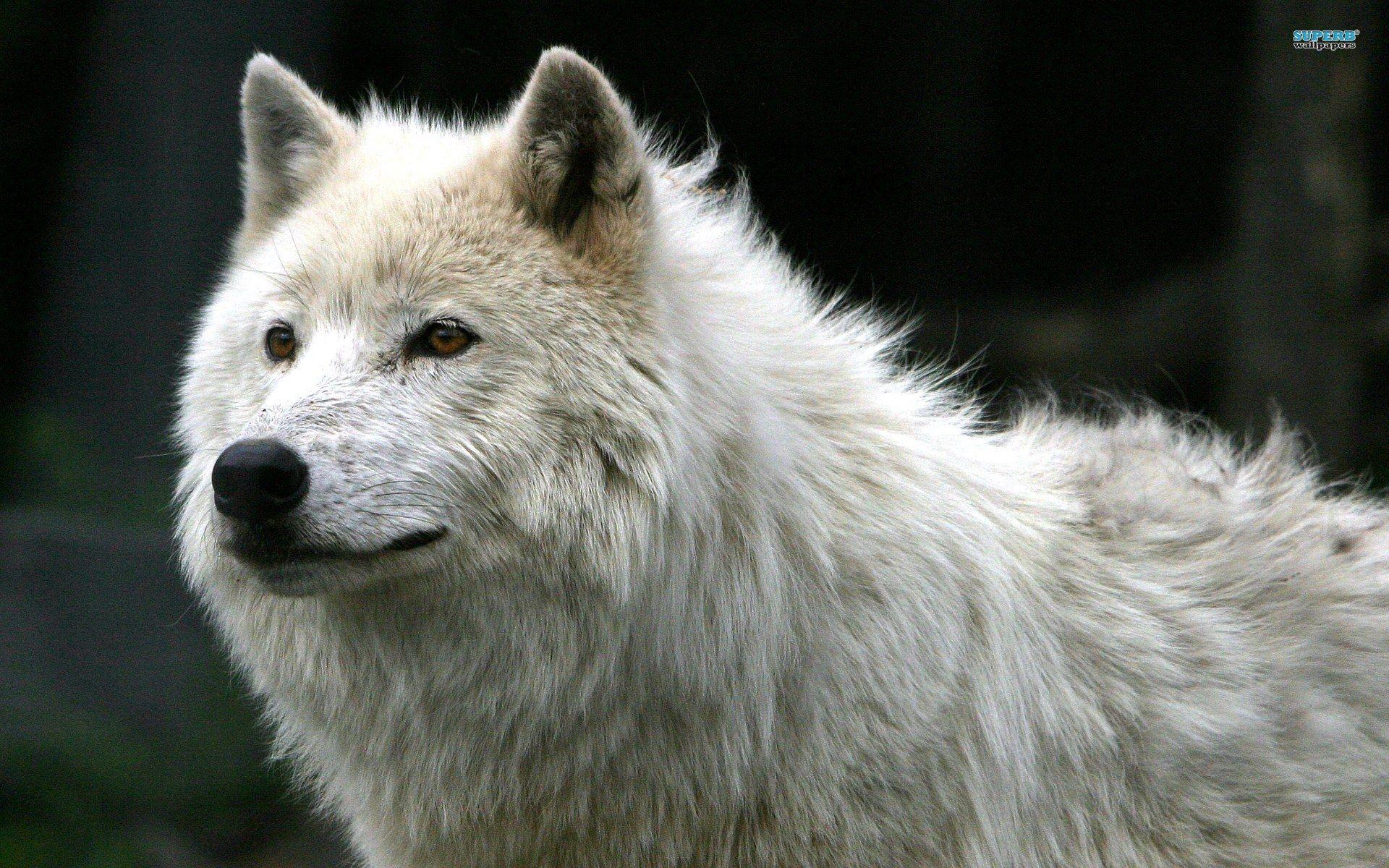 Desktop white wolf puppy image dowload. wolves. Wolf