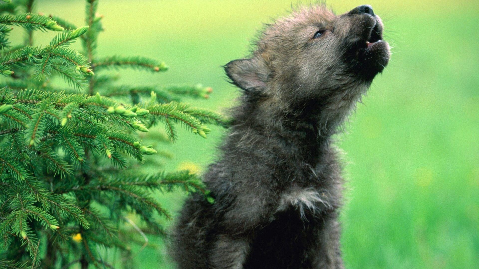 Howling Tag wallpaper: Predator Gray Wolf Snout Howling Dogs Full