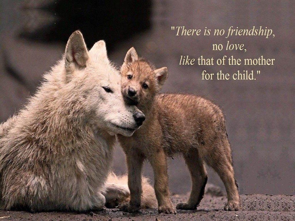 Wolf Pup Love Animals Mother Dogs Cute Puppy Dog Wallpaper Dogs HD