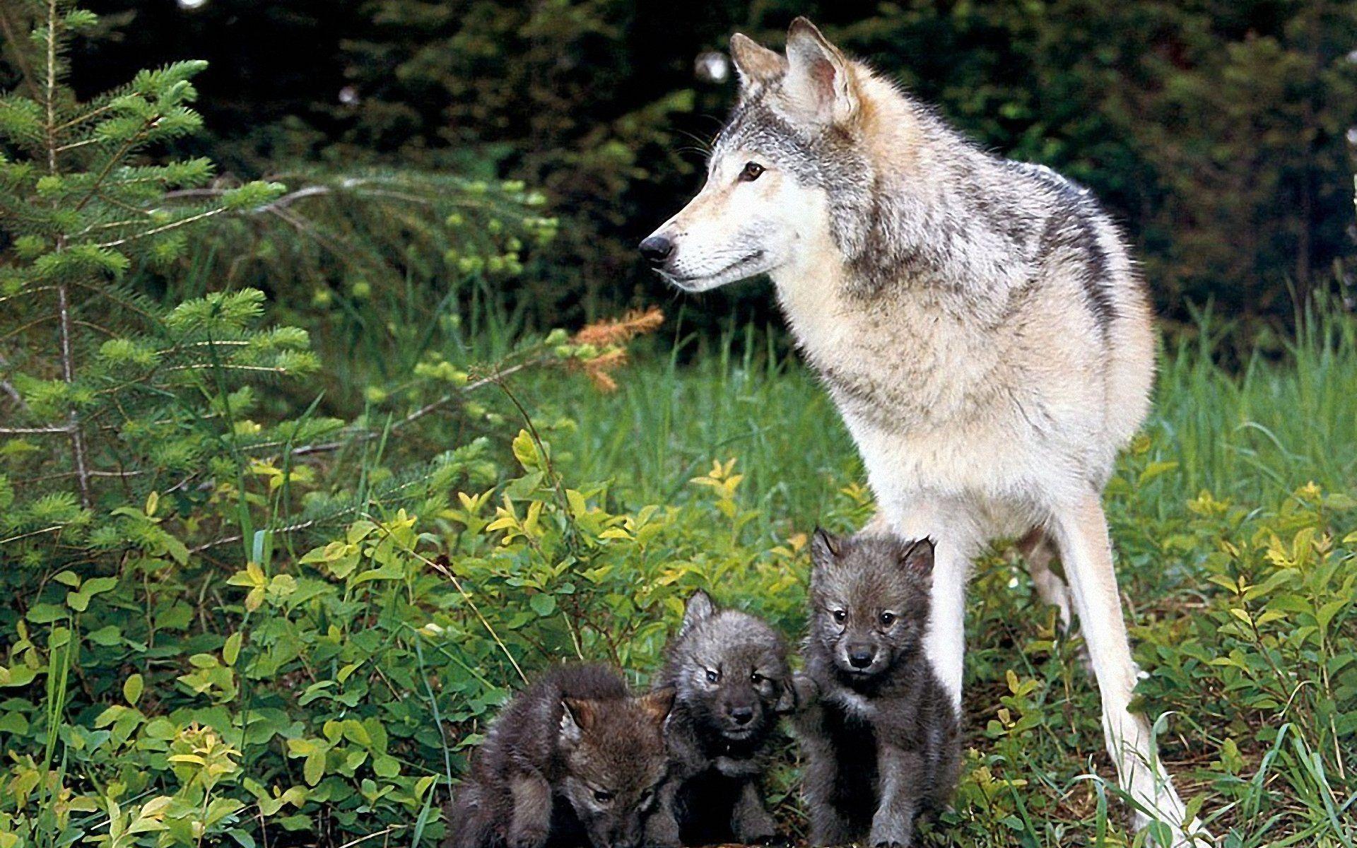 Wolf Puppies