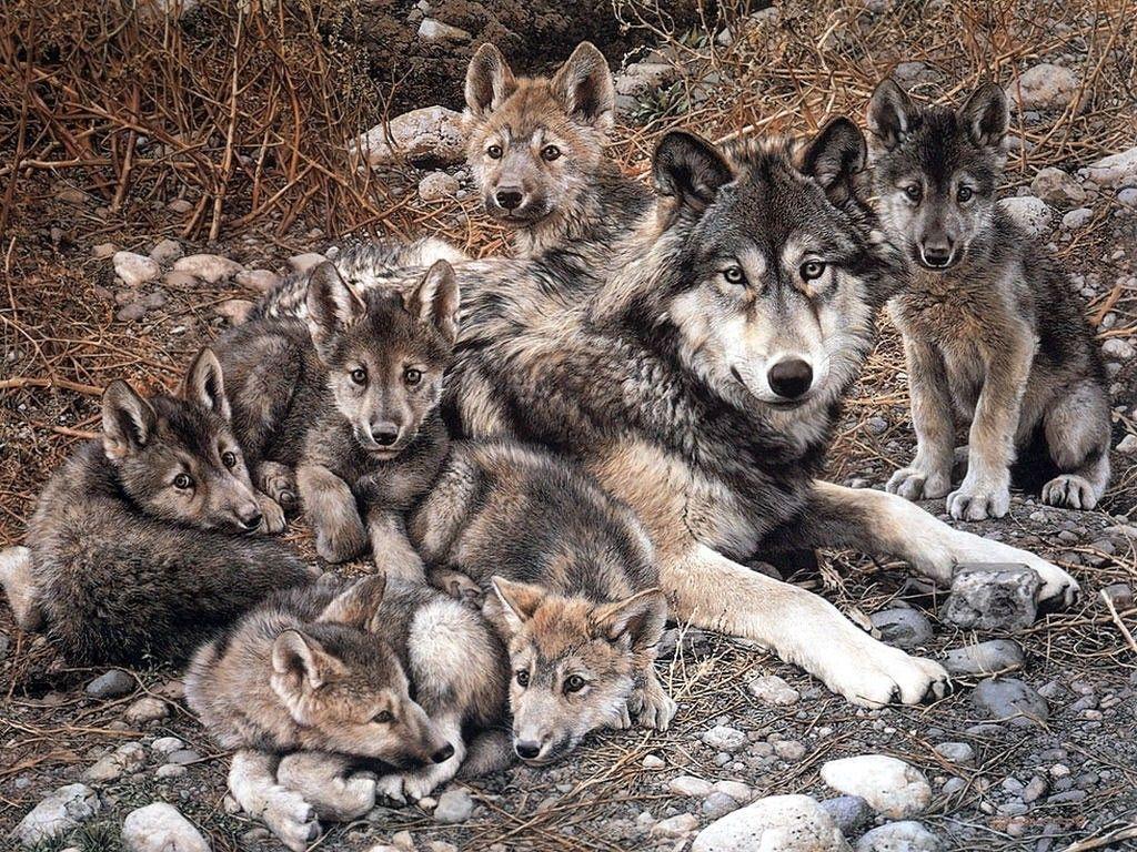 Dog Wolves Family Puppies Dogs Animals Red Wolf Pups Nature Rocks