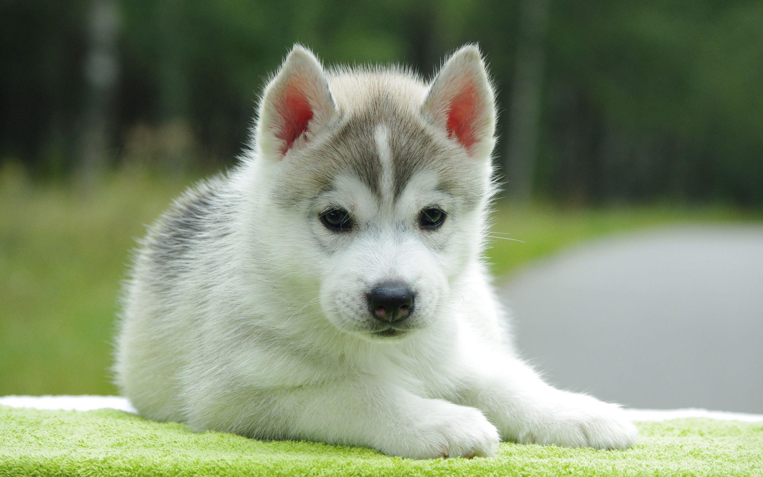 Desktop HD Cute Wolf Pup Picture