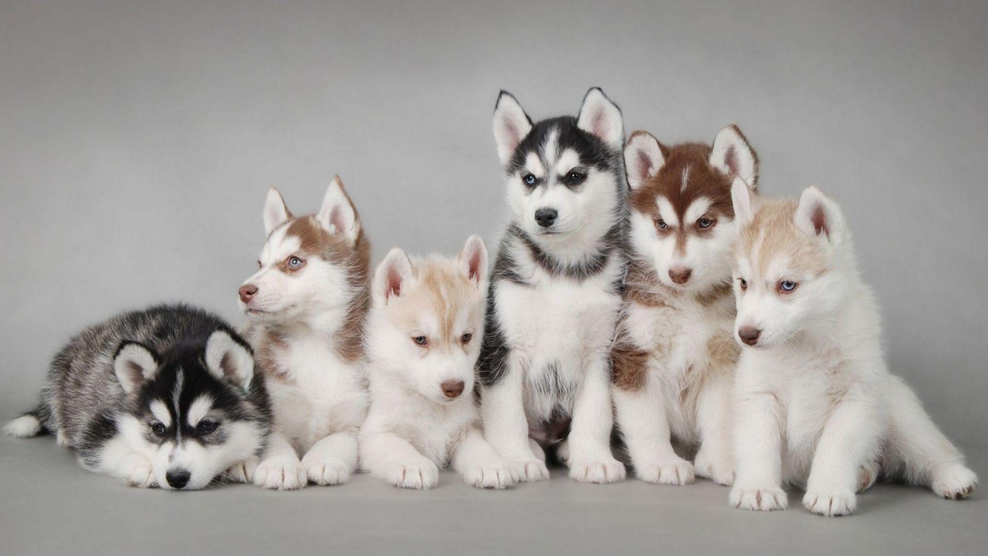 Charming Six Husky Puppies Wallpaper