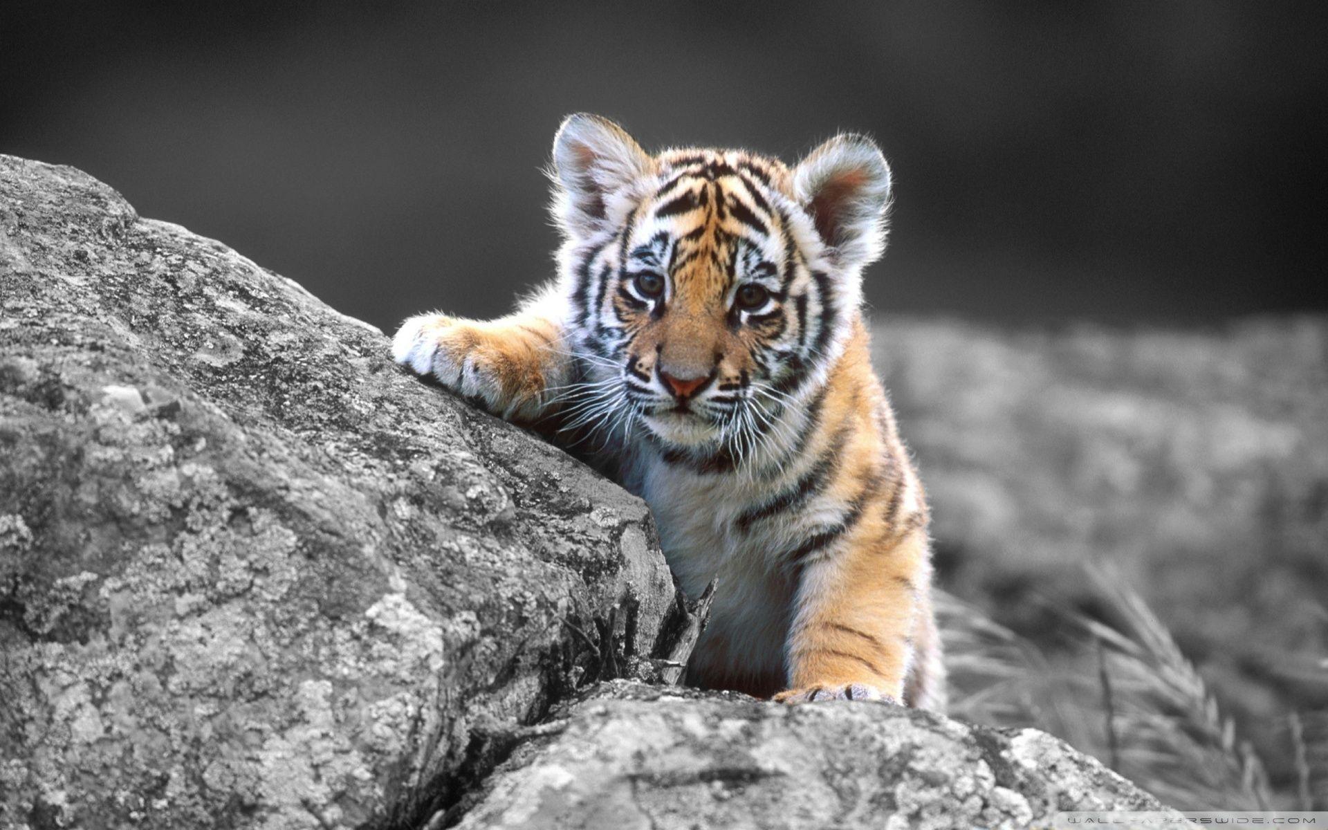 Cute Tiger Cub ❤ 4K HD Desktop Wallpaper for 4K Ultra HD TV