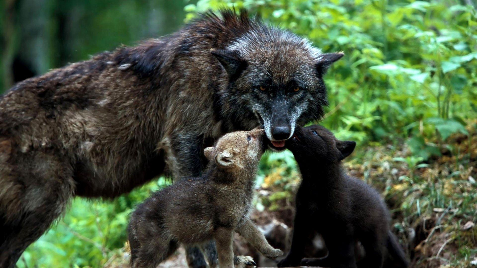 Download Wallpaper 1920x1080 Wolves, Family, Grass, Puppies Full HD